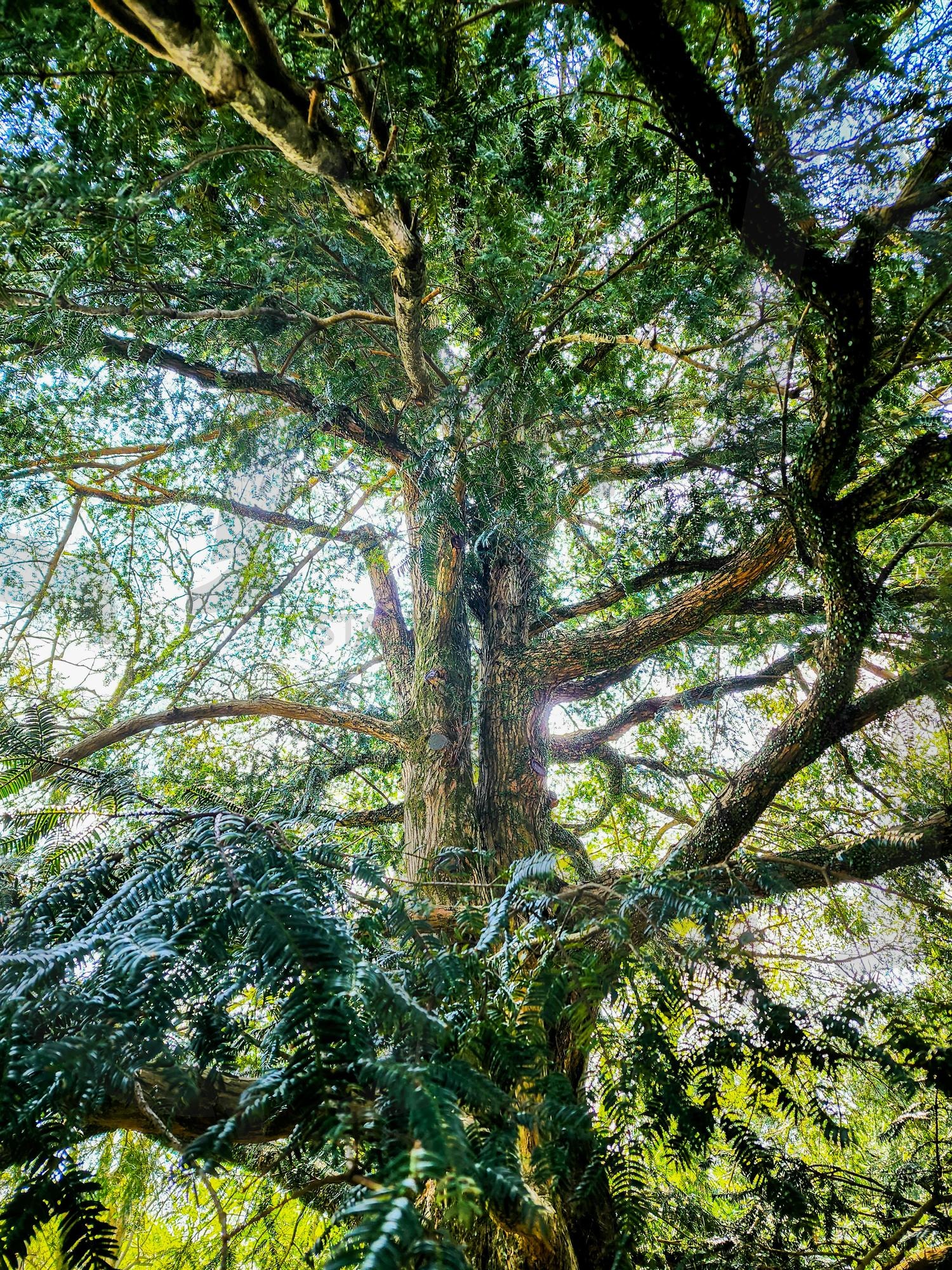 나무 정령 | 나무, 제주, 비자림, tree, 자연 | 스탠바이 STANDBUY 디지털 콘텐츠