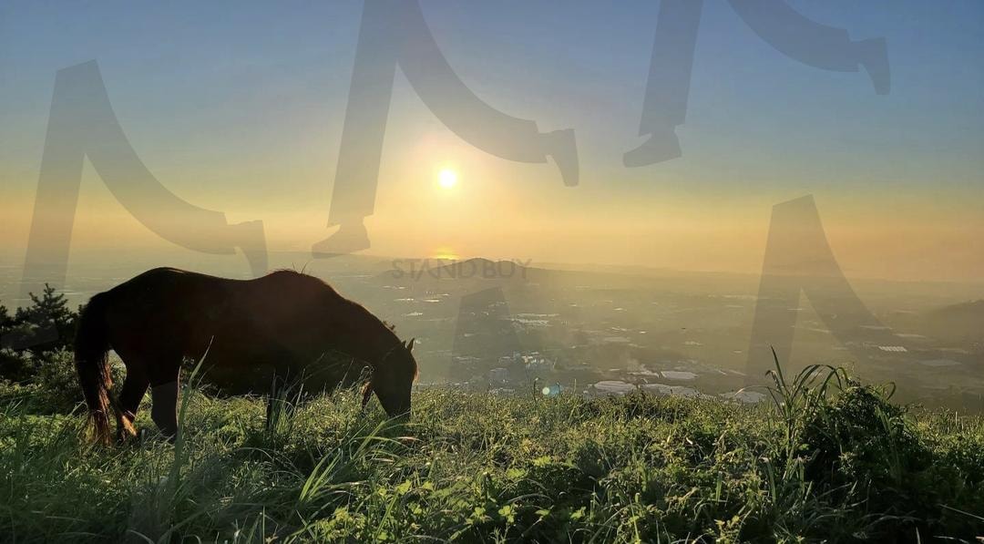 오름에서 노니는 말 | 오름, 제주, 말, 노을, 금오름 | 스탠바이 STANDBUY 디지털 콘텐츠