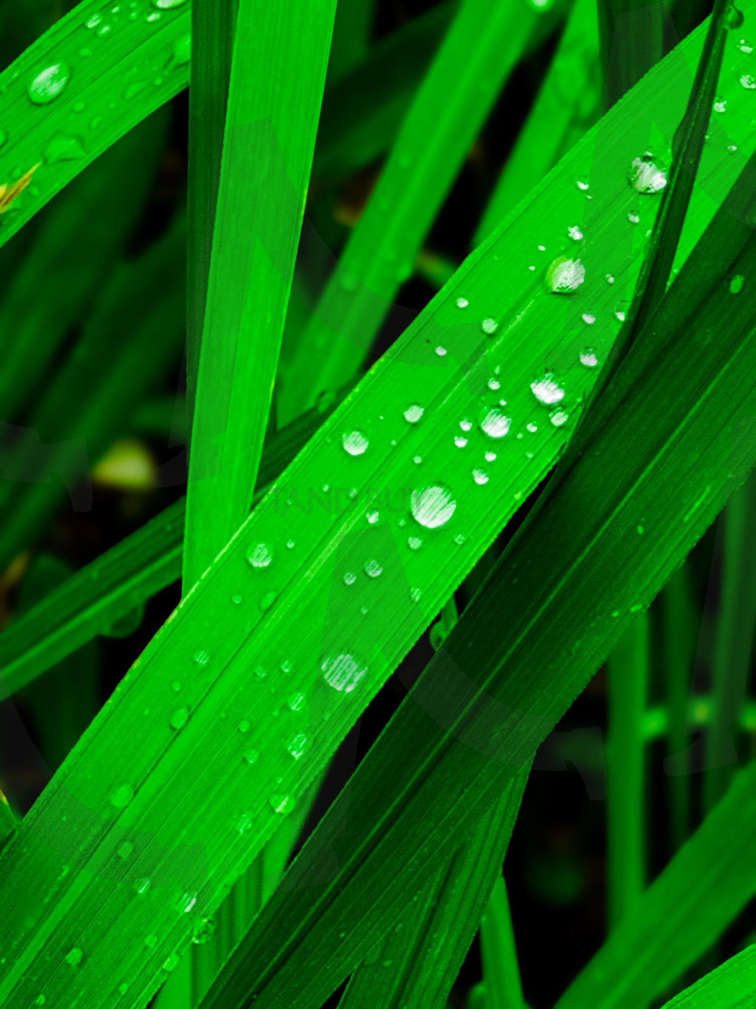 아침 이슬 | 배경화면, 이슬, 풀, 식물, 물방울 | 스탠바이 STANDBUY 디지털 콘텐츠