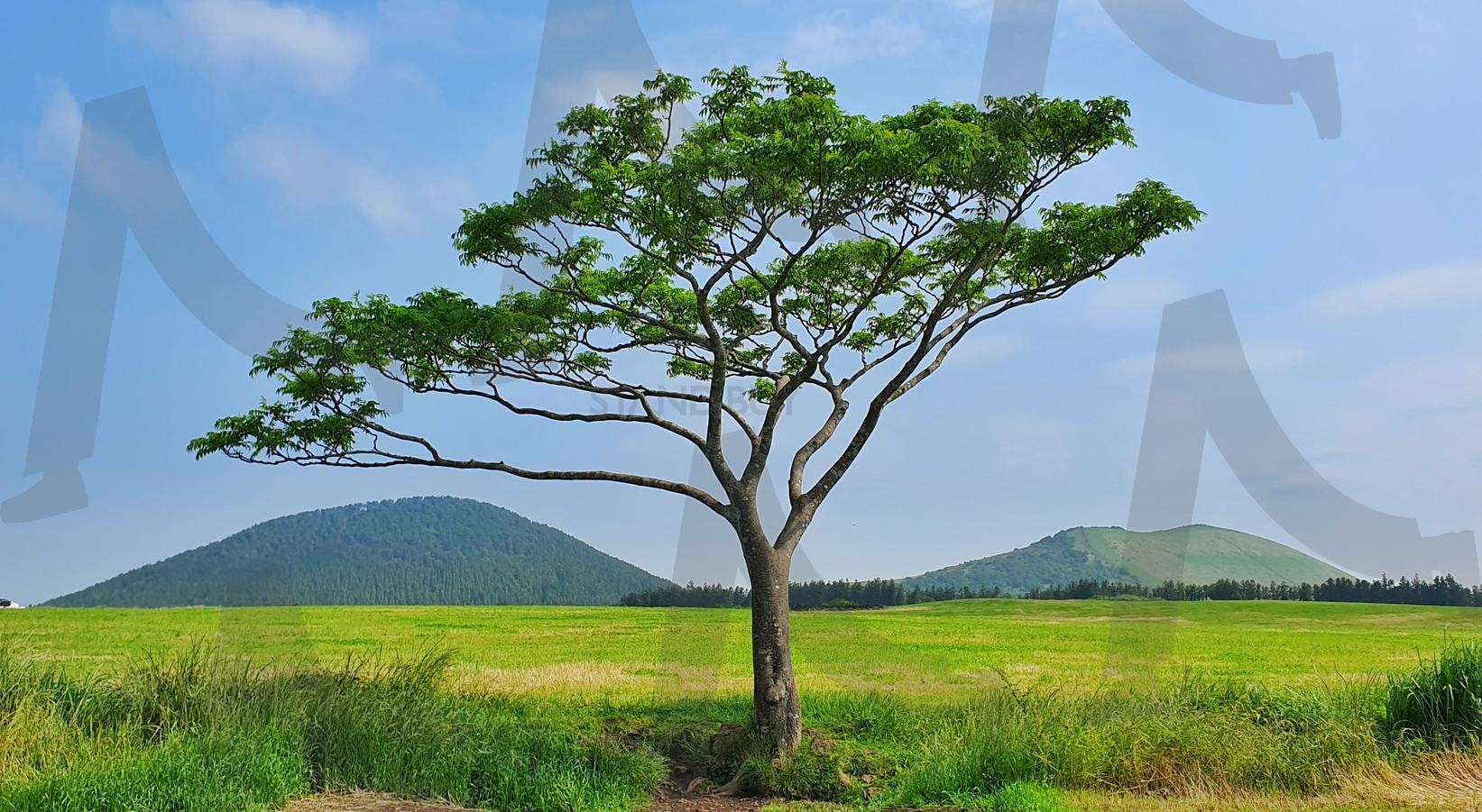 오름 사이 나무 | 나홀로, 나무, 오름, 제주, 들판 | 스탠바이 STANDBUY 디지털 콘텐츠