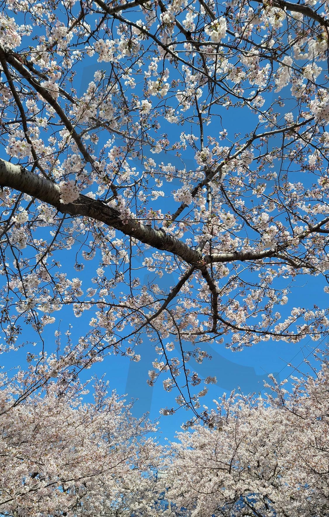 푸른하늘아래 벚꽃 | 벚꽃, 제주, 하늘, 꽃가지, 배경화면 | 스탠바이 STANDBUY 디지털 콘텐츠