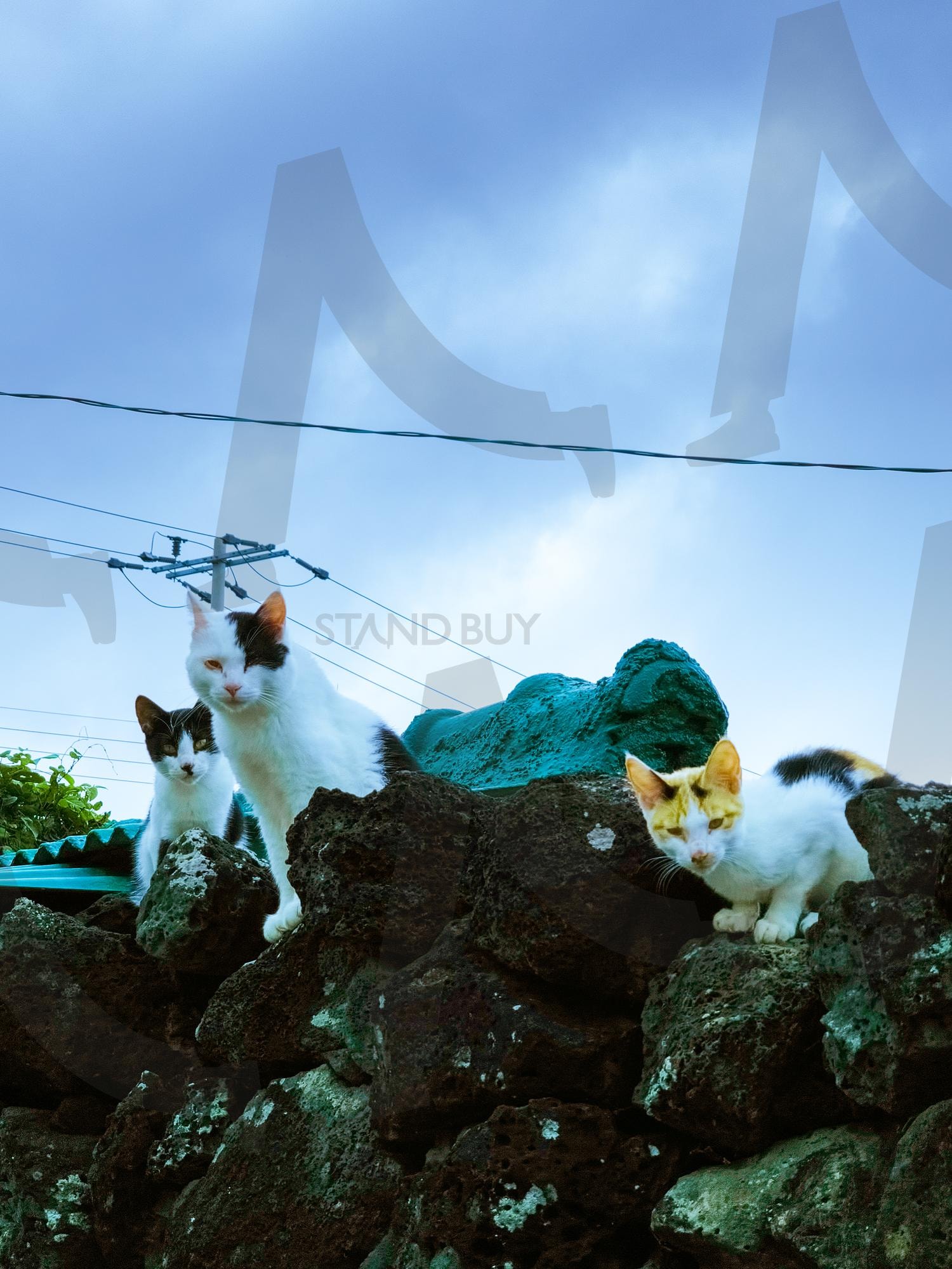 돌담 위 고양이 | 고양이, 돌담, 집사, 길냥이, 제주 | 스탠바이 STANDBUY 디지털 콘텐츠