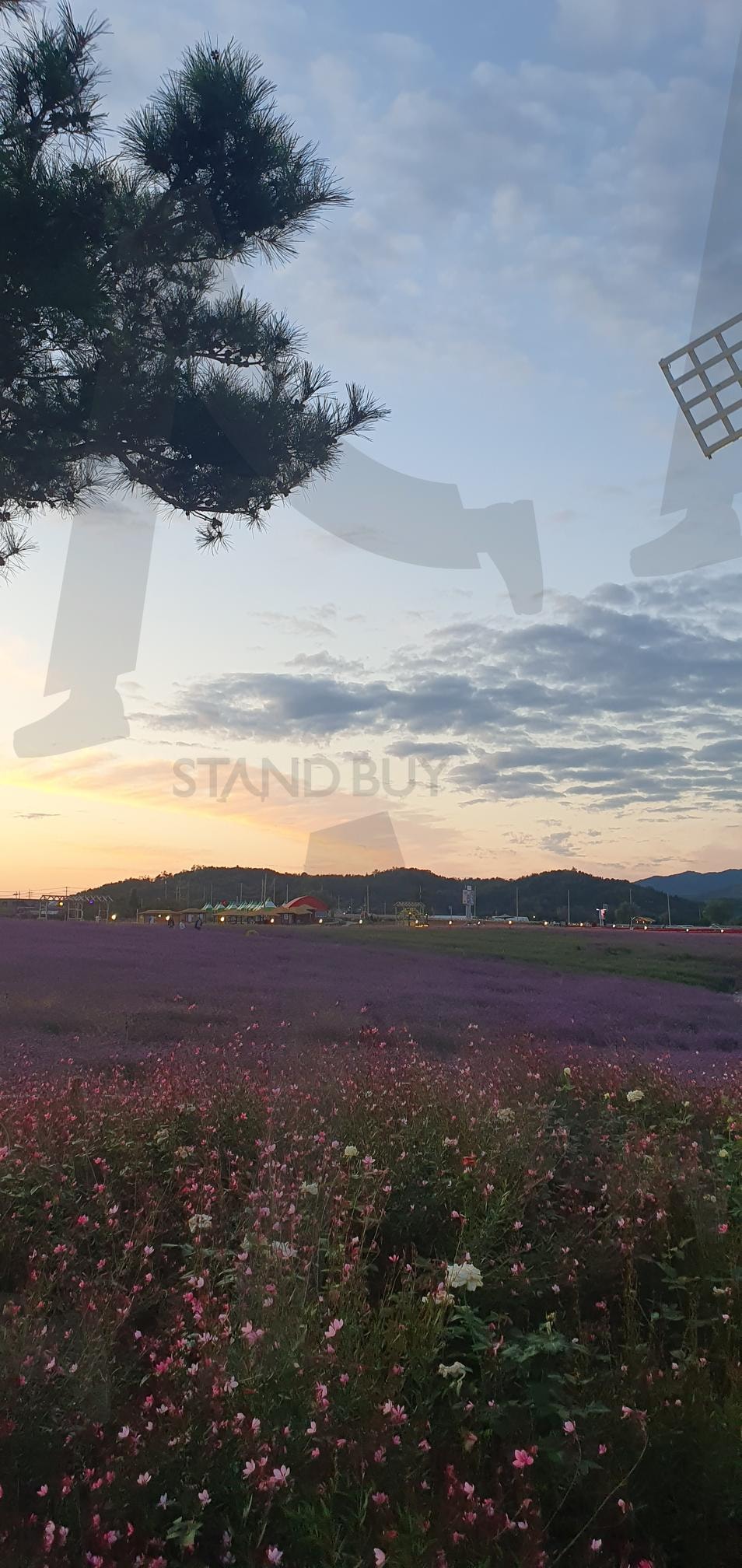 철원 고석정 꽃밭으로 최고의 가을 축제 | 철원, 고석정, 꽃밭, 가을명소, 겨울명소, 꽃축제, 고석정꽃밭, 한탄강명소, 철원명소 | 스탠바이 STANDBUY 디지털 콘텐츠