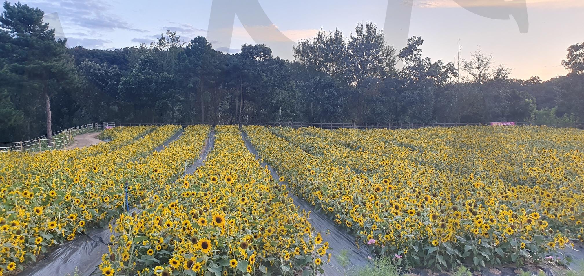 철원 고석정 꽃밭으로 최고의 꽃밭 축제 | 철원, 고석정, 꽃밭, 고석정꽃밭, 가을축제, 겨울명소, 가을명소, 꽃밭축제, 철원명소 | 스탠바이 STANDBUY 디지털 콘텐츠