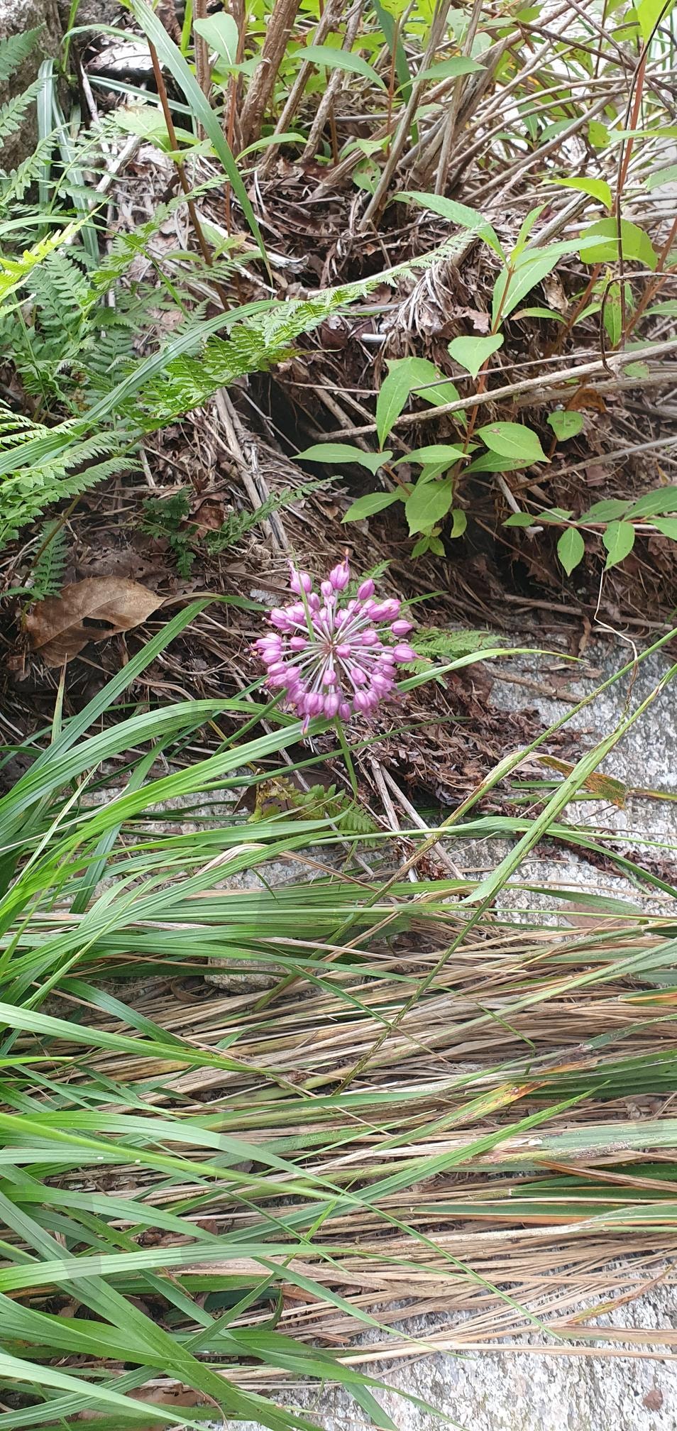 수락산 보라색 산꽃 | 수락산, 산꽃, 보라색꽃, 꽃, 보라색산꽃 | 스탠바이 STANDBUY 디지털 콘텐츠