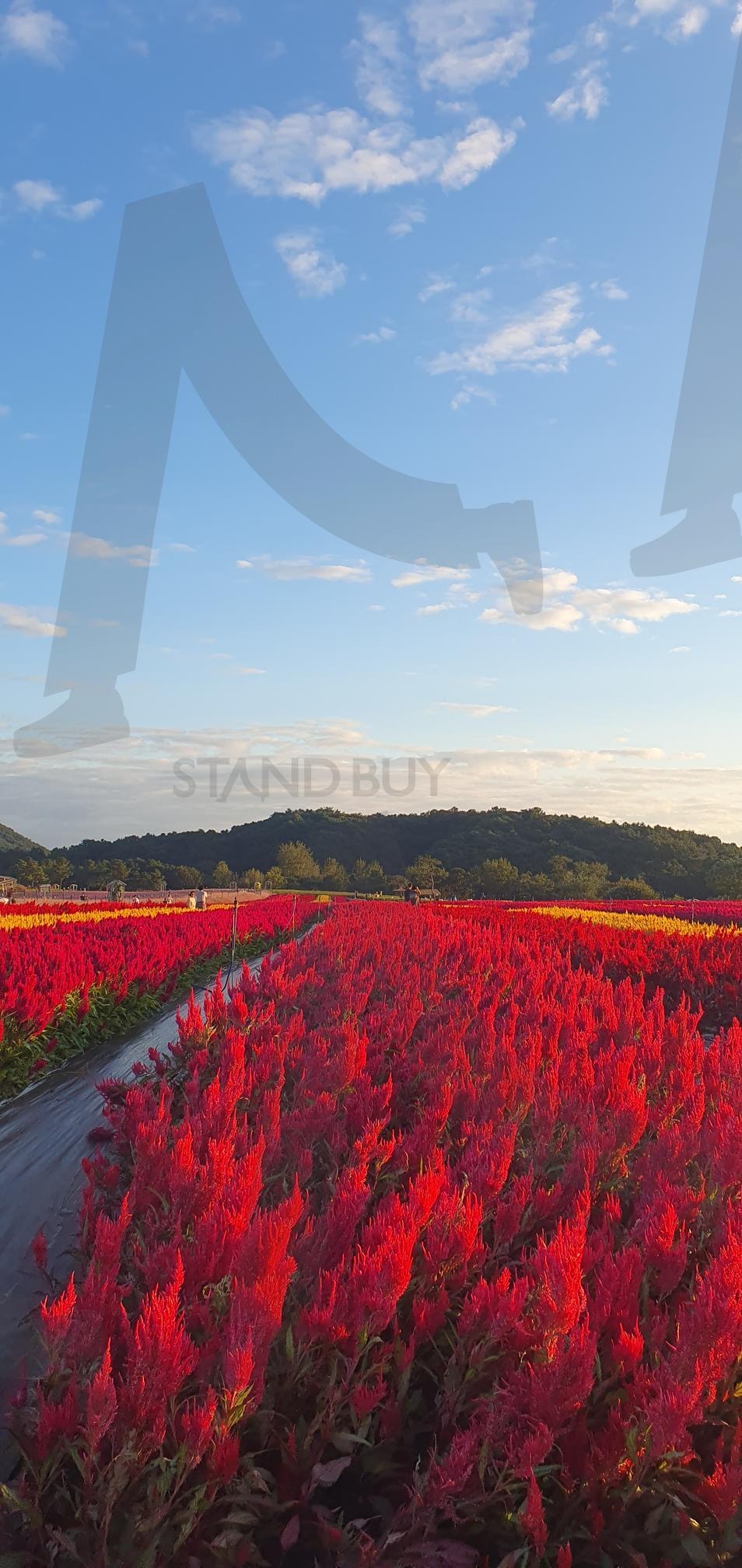 철원 고석정 꽃밭으로 최고의 꽃밭 축제 | 철원, 고석정, 꽃밭, 축제, 강원도가볼만한곳, 최고의축제, 한탄강, 가을명소, 겨울명소 | 스탠바이 STANDBUY 디지털 콘텐츠