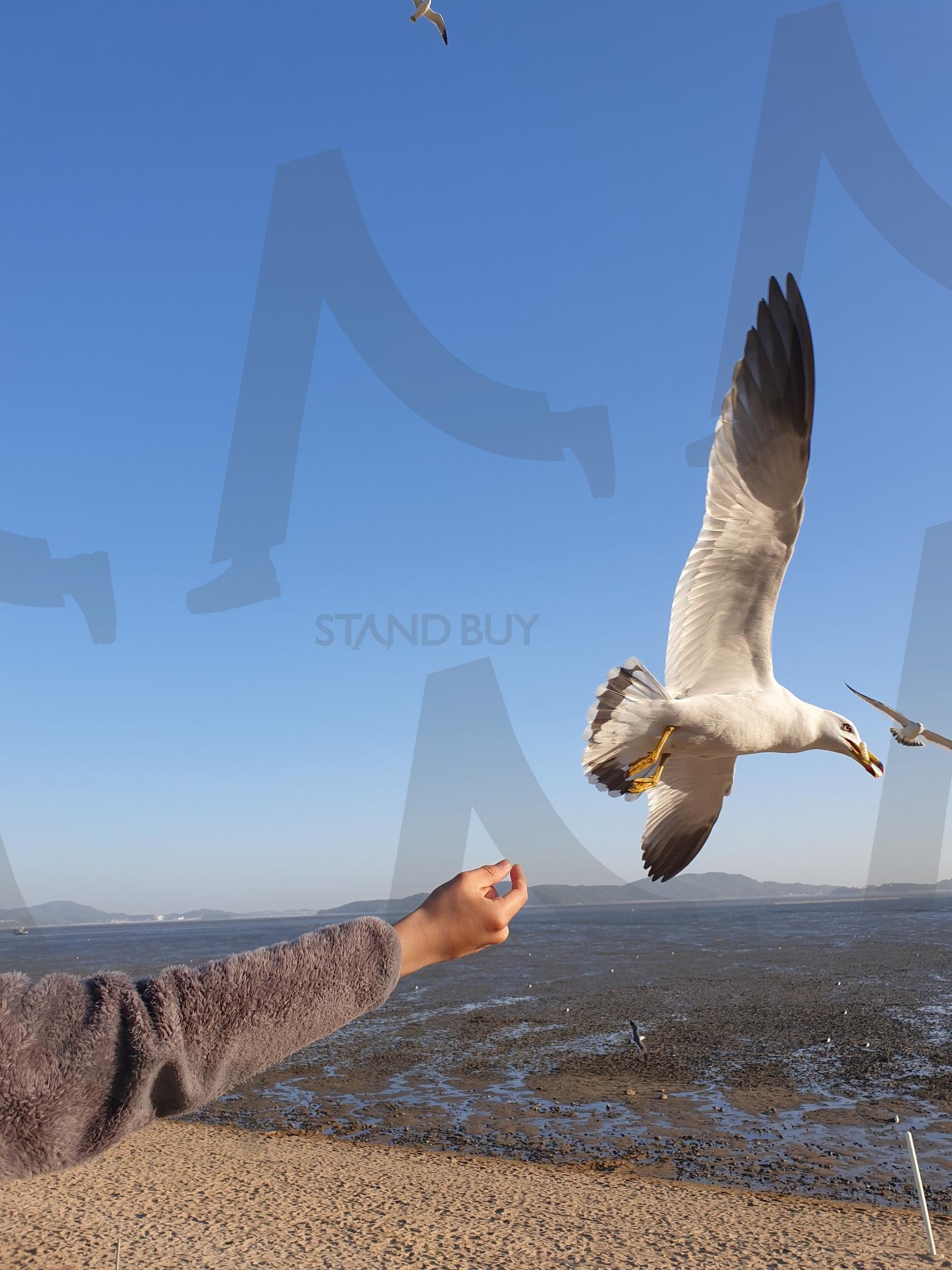 강화도 동막 해변의 갈매기 | 강화도, 동막해변, 동막해수욕장, 바다, 강화도바다, 강화도명소, 강화도가볼만한곳 | 스탠바이 STANDBUY 디지털 콘텐츠