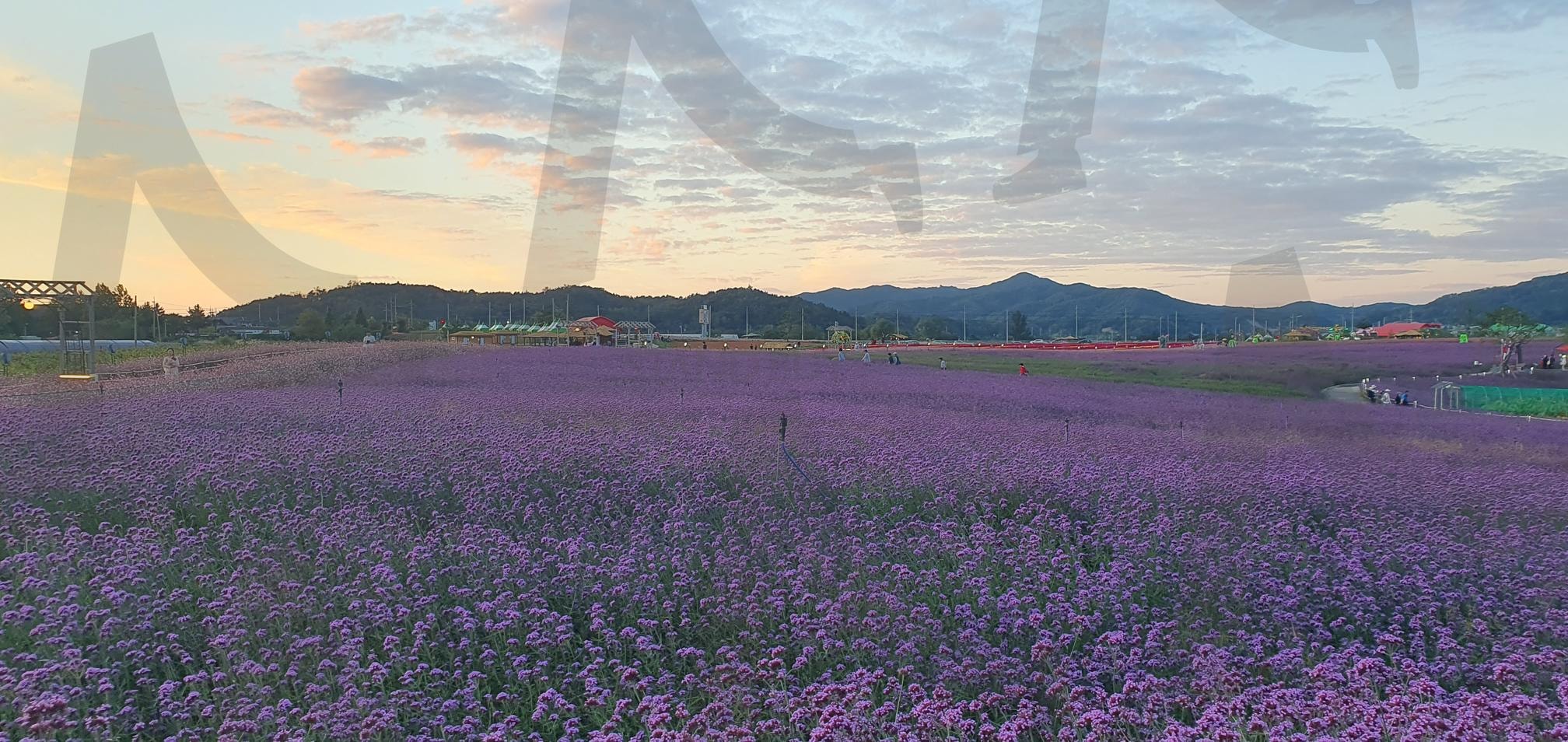 철원 고석정 꽃밭으로 최고의 꽃밭 축제 | 철원, 고석정꽃밭, 꽃밭, 꽃, 가을축제, 가을명소, 철원명소, 한탄강명소, 겨울명소, 가을절경 | 스탠바이 STANDBUY 디지털 콘텐츠