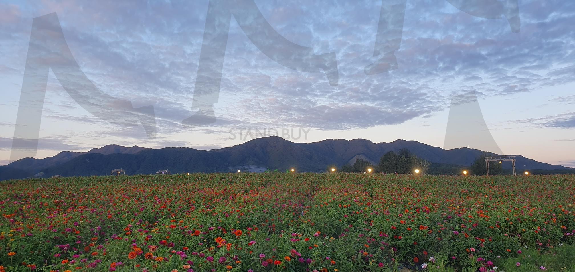 철원 고석정 꽃밭으로 최고의 꽃밭 축제 | 철원, 고석정, 꽃밭, 철원고석정, 가을명소, 겨울명소, 꽃축제, 꽃, 한탄강축제 | 스탠바이 STANDBUY 디지털 콘텐츠