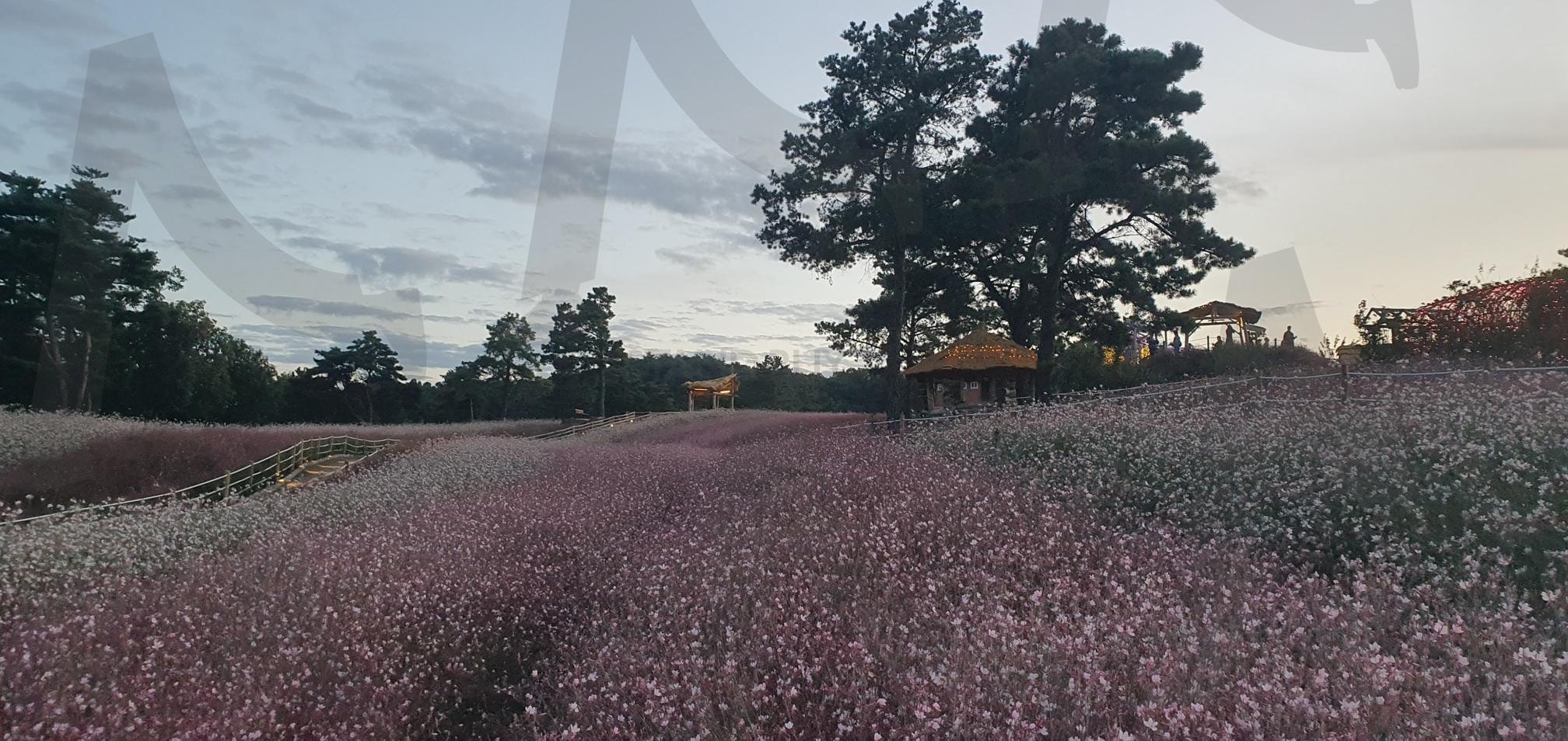 철원 고석정 꽃밭으로 최고의 가을 축제 | 철원, 고석정, 꽃밭, 가을명소, 철원명소, 철원축제, 한탄강축제명소, 꽃밭축제 | 스탠바이 STANDBUY 디지털 콘텐츠