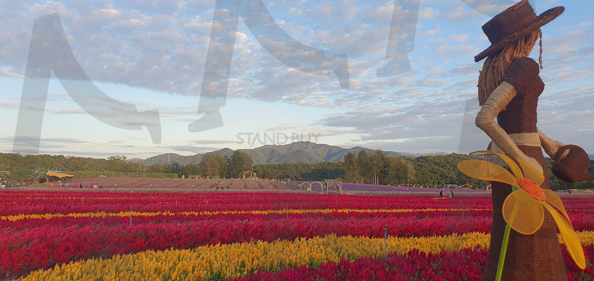 철원 고석정 꽃밭으로 최고의 가을 축제 | 철원, 고석정, 꽃밭, 가을축제, 가을명소, 철원명소, 철원가볼만한곳, 강원도가볼만한곳, 축제명소, 꽃축제 | 스탠바이 STANDBUY 디지털 콘텐츠