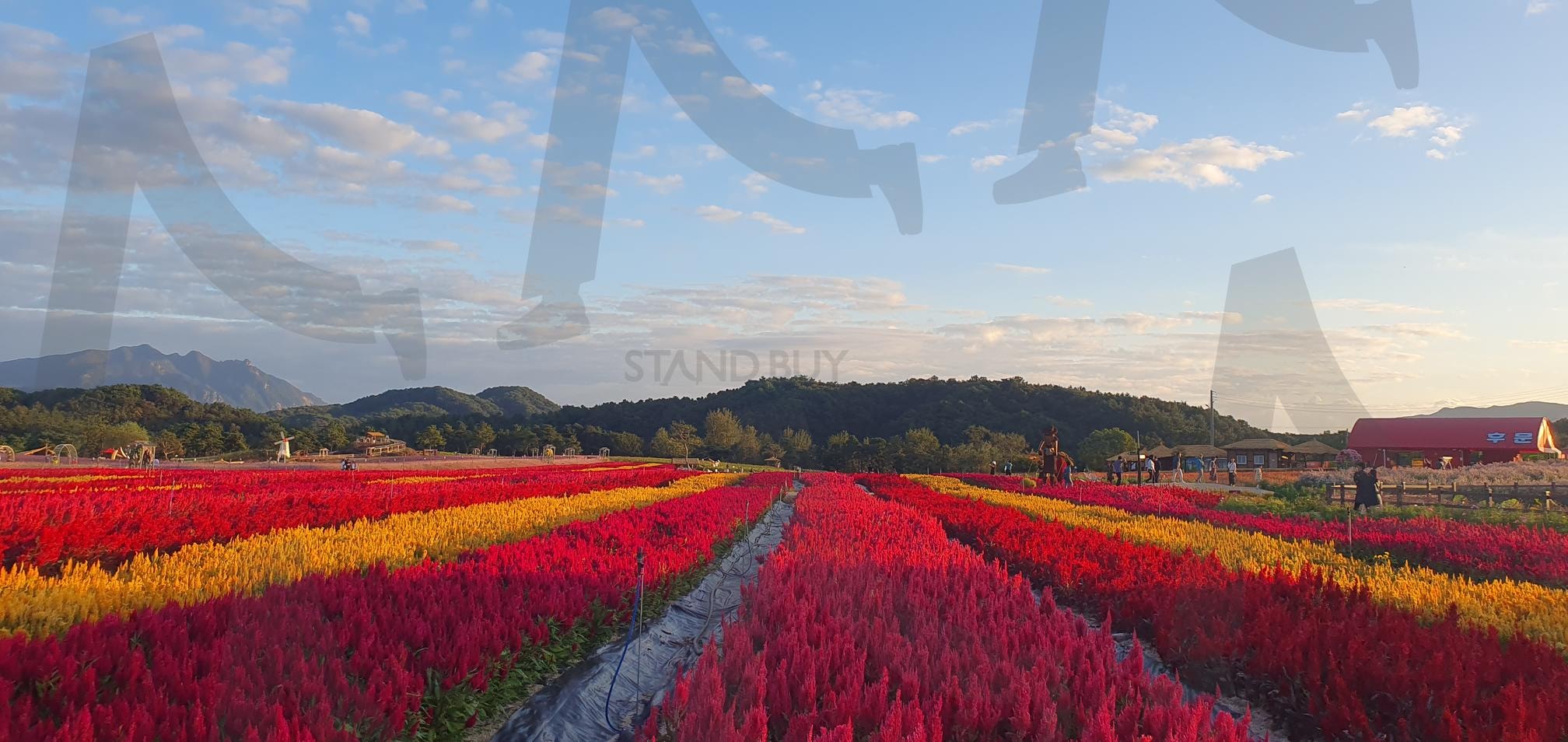 철원 고석정 꽃밭으로 최고의 꽃밭 축제 | 철원, 고석정, 꽃밭, 최고의축제, 한탄강, 가을명소, 겨울명소, 한탄강명소, 강원도명소, 꽃 | 스탠바이 STANDBUY 디지털 콘텐츠