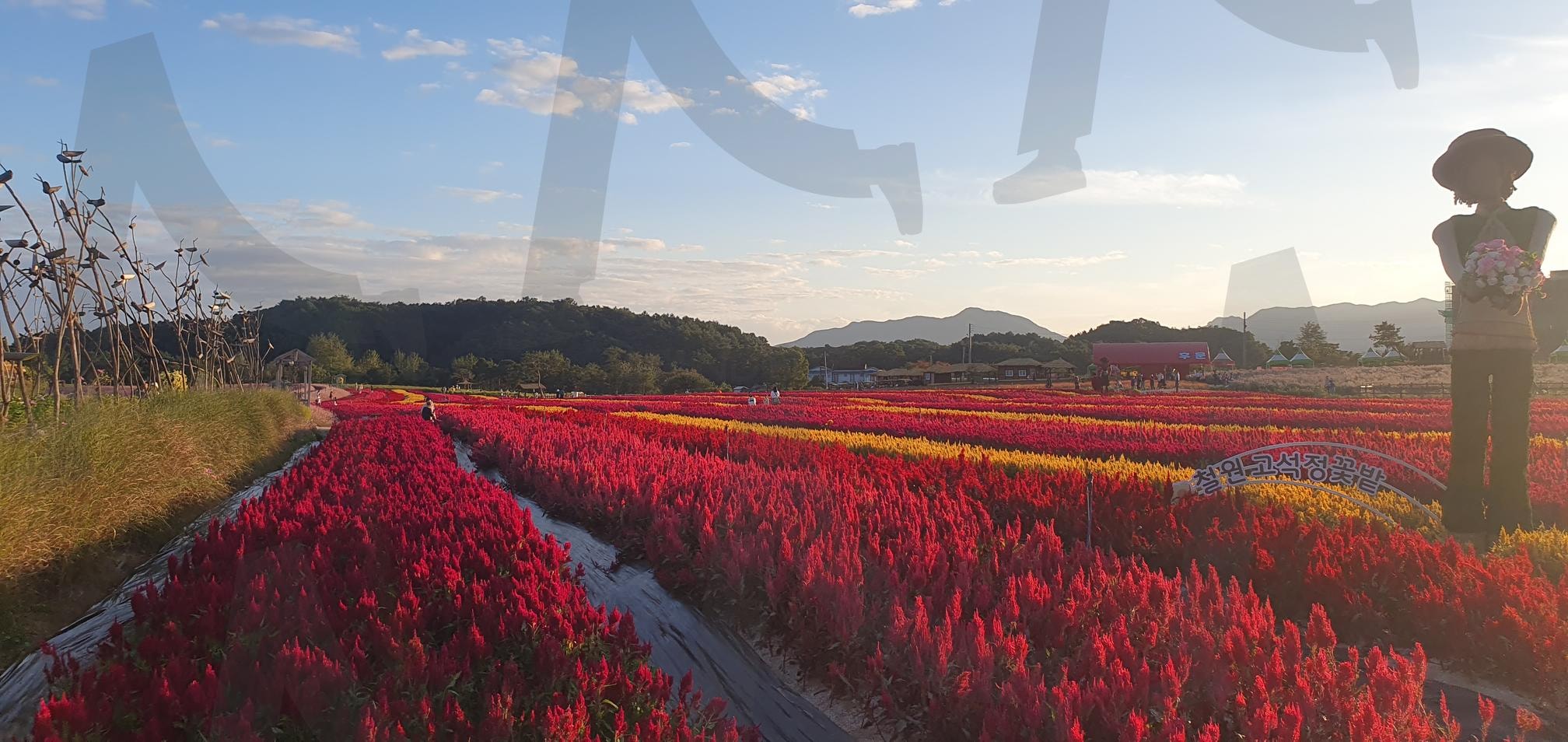 철원 고석정 꽃밭 | 철원, 고석정, 꽃밭, 가을꽃밭, 가을축제, 강원도축제, 꽃축제 | 스탠바이 STANDBUY 디지털 콘텐츠