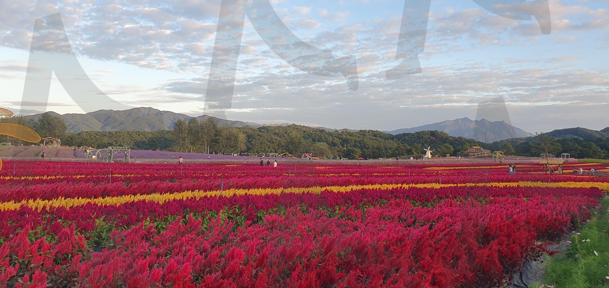 철원 고석정 꽃밭으로 최고의 꽃밭 축제 | 철원, 고석정, 꽃밭, 축제, 한탄강축제, 가을명소, 겨울명소, 가을에가야할곳, 꽃 | 스탠바이 STANDBUY 디지털 콘텐츠