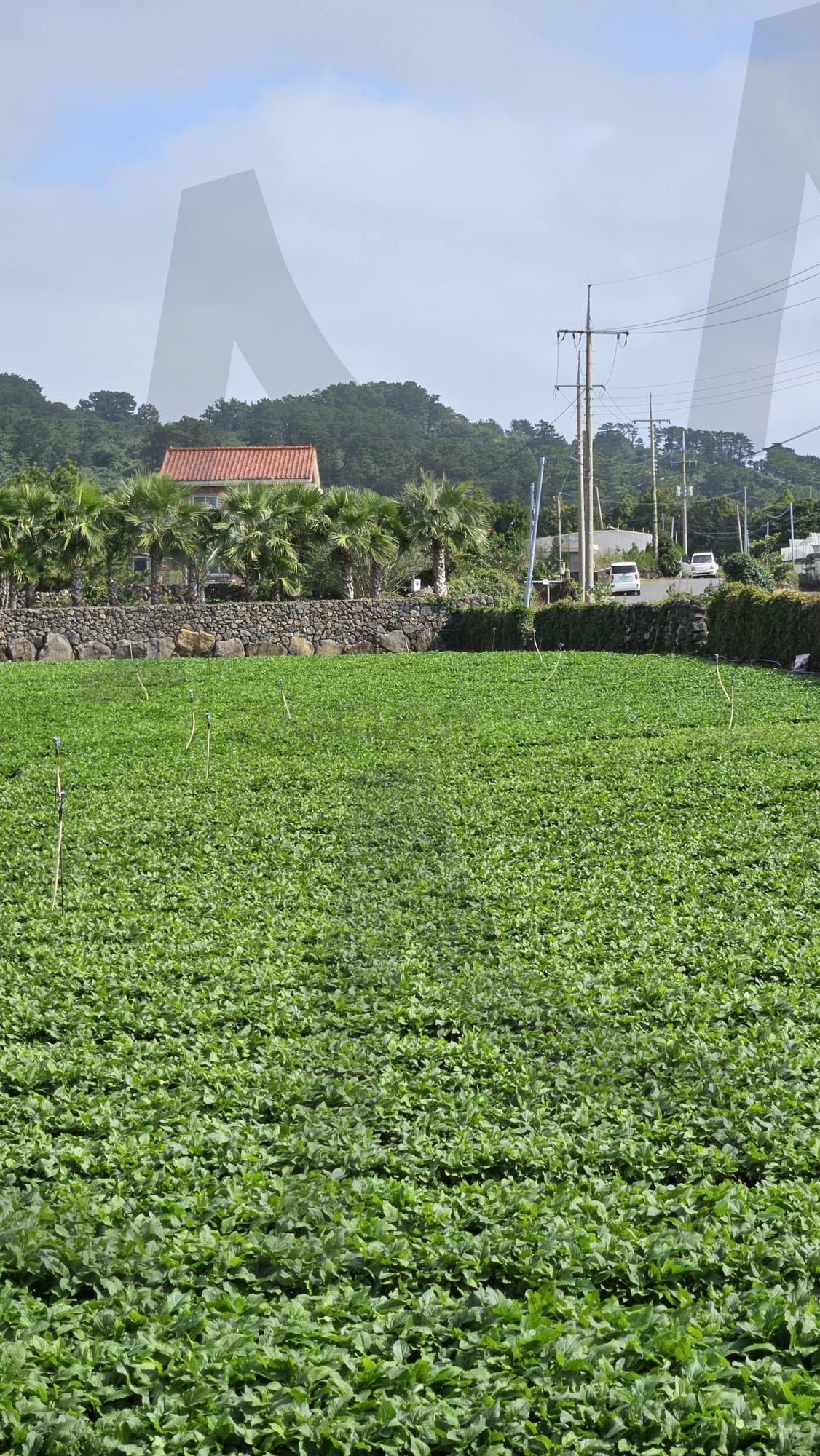 취나물 | 밭, 취나물, 시골, 제주도, 애월 | 스탠바이 STANDBUY 디지털 콘텐츠