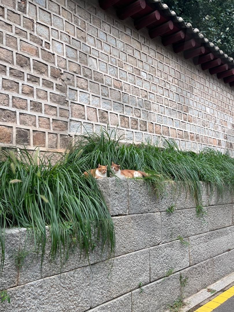 서순라길 보물 고양이 / Seosun-ra-gil cats | 서울, 고양이, seoul, 핫플, cats, 자연, 풀, grass, 데이트 | 스탠바이 STANDBUY 디지털 콘텐츠