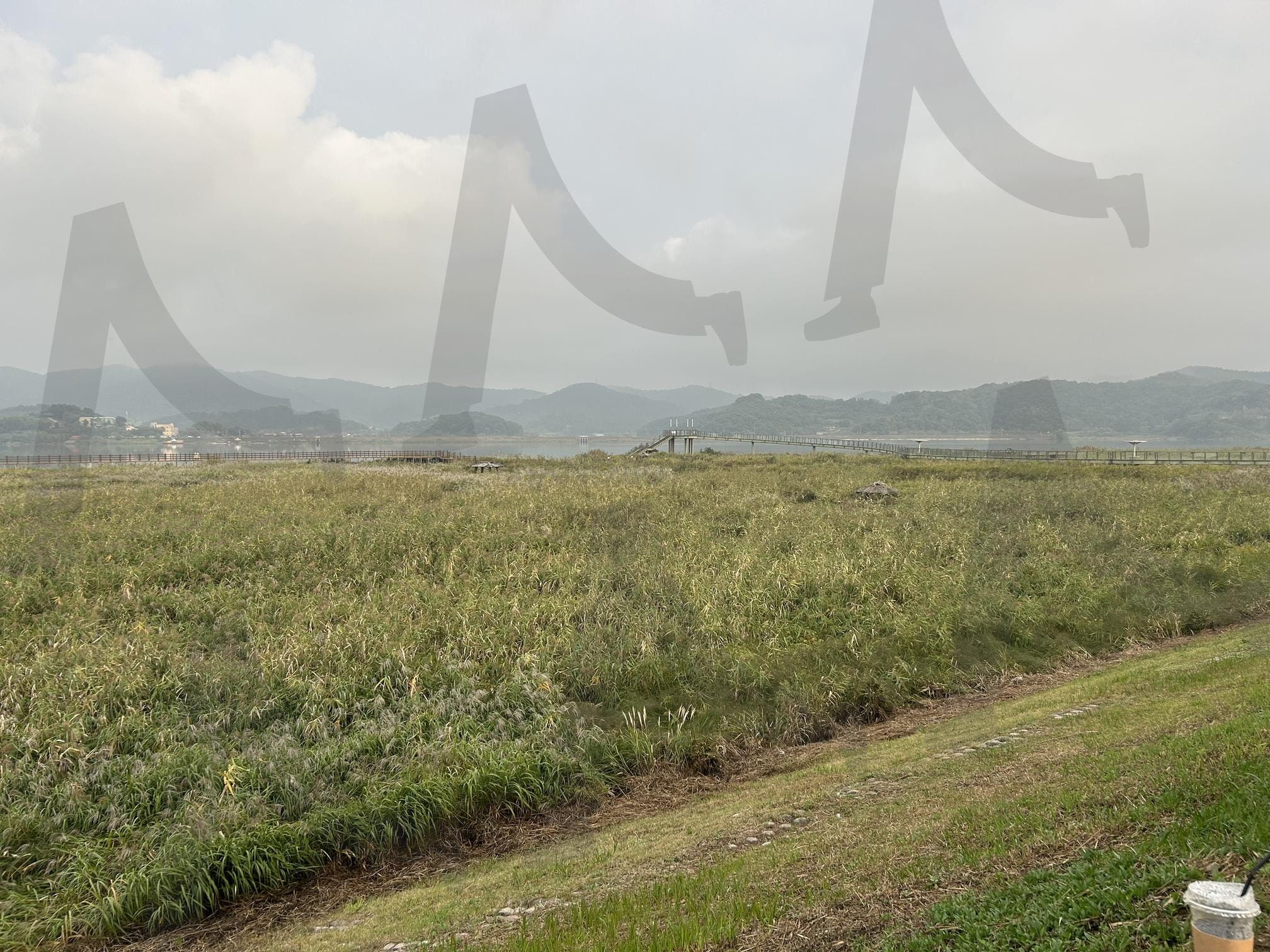 서천 신성리갈대밭 | 서천, 신성리갈대밭, 가을명소, 가을, 갈대, 갈대밭, 여행, 가을여행 | 스탠바이 STANDBUY 디지털 콘텐츠