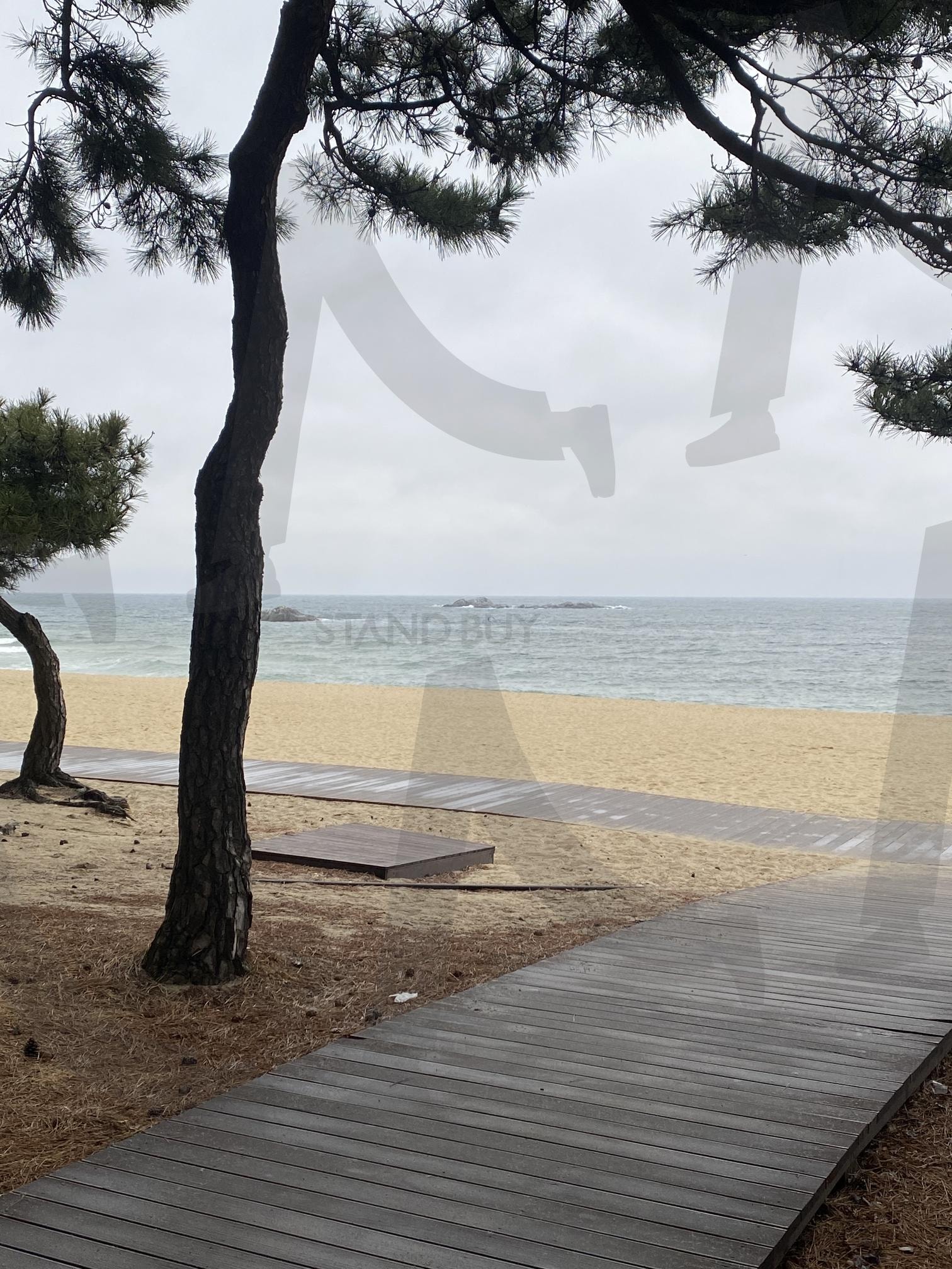 강릉해변 | 강릉, 경포대, 소나무, 해변, 바다 | 스탠바이 STANDBUY 디지털 콘텐츠