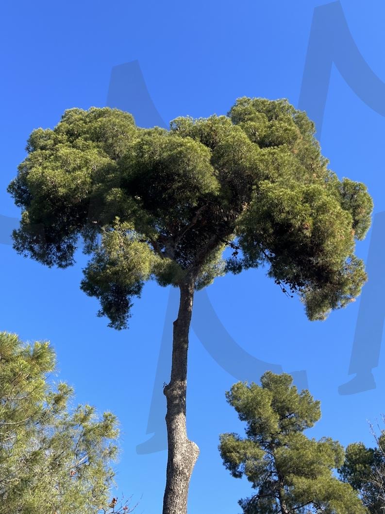 바로셀로나 나무 | 바로셀로나, 바로셀로나 나무, 나무, 웅장한사진, 굳건한이미지, 나무독사진 | 스탠바이 STANDBUY 디지털 콘텐츠