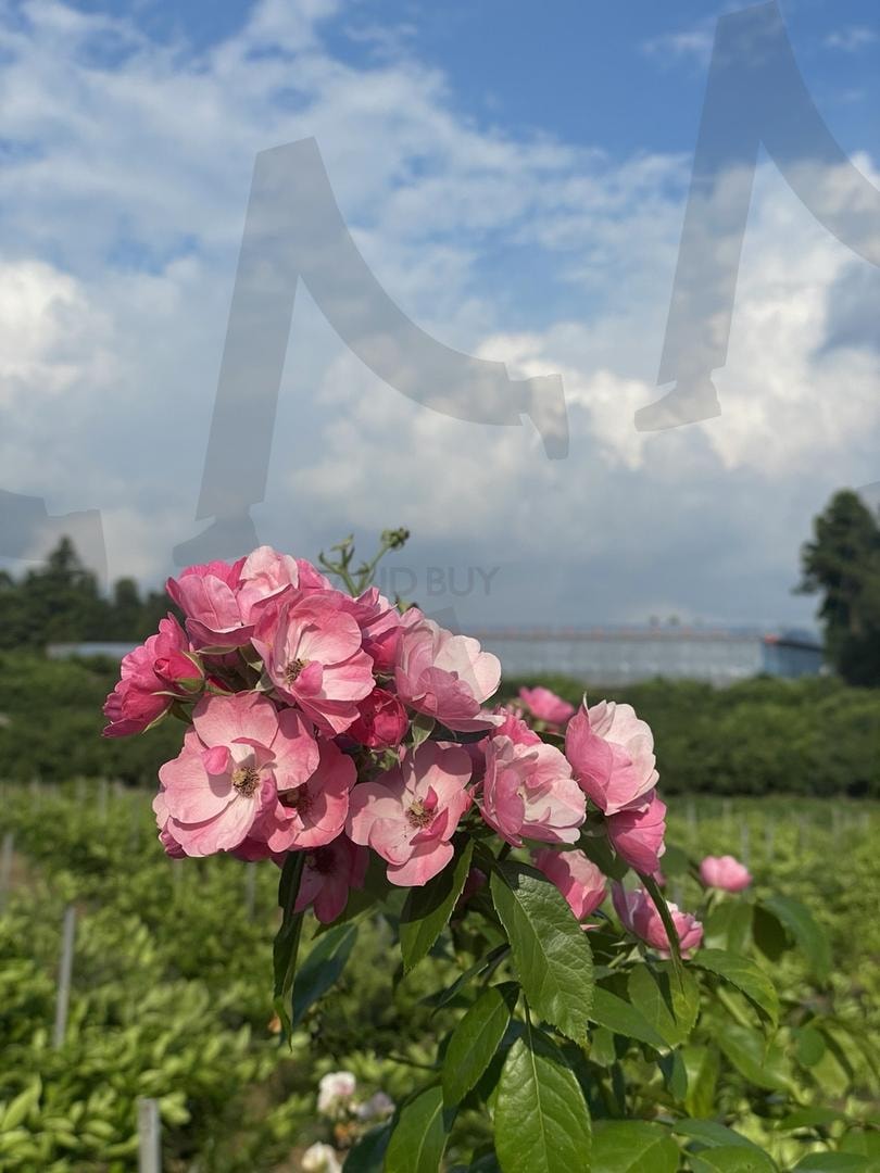 푸른 하늘 제주 가을 예쁜 꽃 초록 들판 flowers 하늘색 구름 청명한 sky 서귀포 nature 천혜의 자연 healing 제주도 아름다운 꽃들 사랑 natural | healing, jeju, 자연, 대한민국, 아름다운, 꽃, 사진, 구름, 행복, 나무, 평화, 하늘, 제주도, 예쁜, jejuisland, 소소한, 제주일상, 청명한, sky, 서귀포, nature, 천혜의자연, 초록, 분홍, 아리따운, flowers | 스탠바이 STANDBUY 디지털 콘텐츠