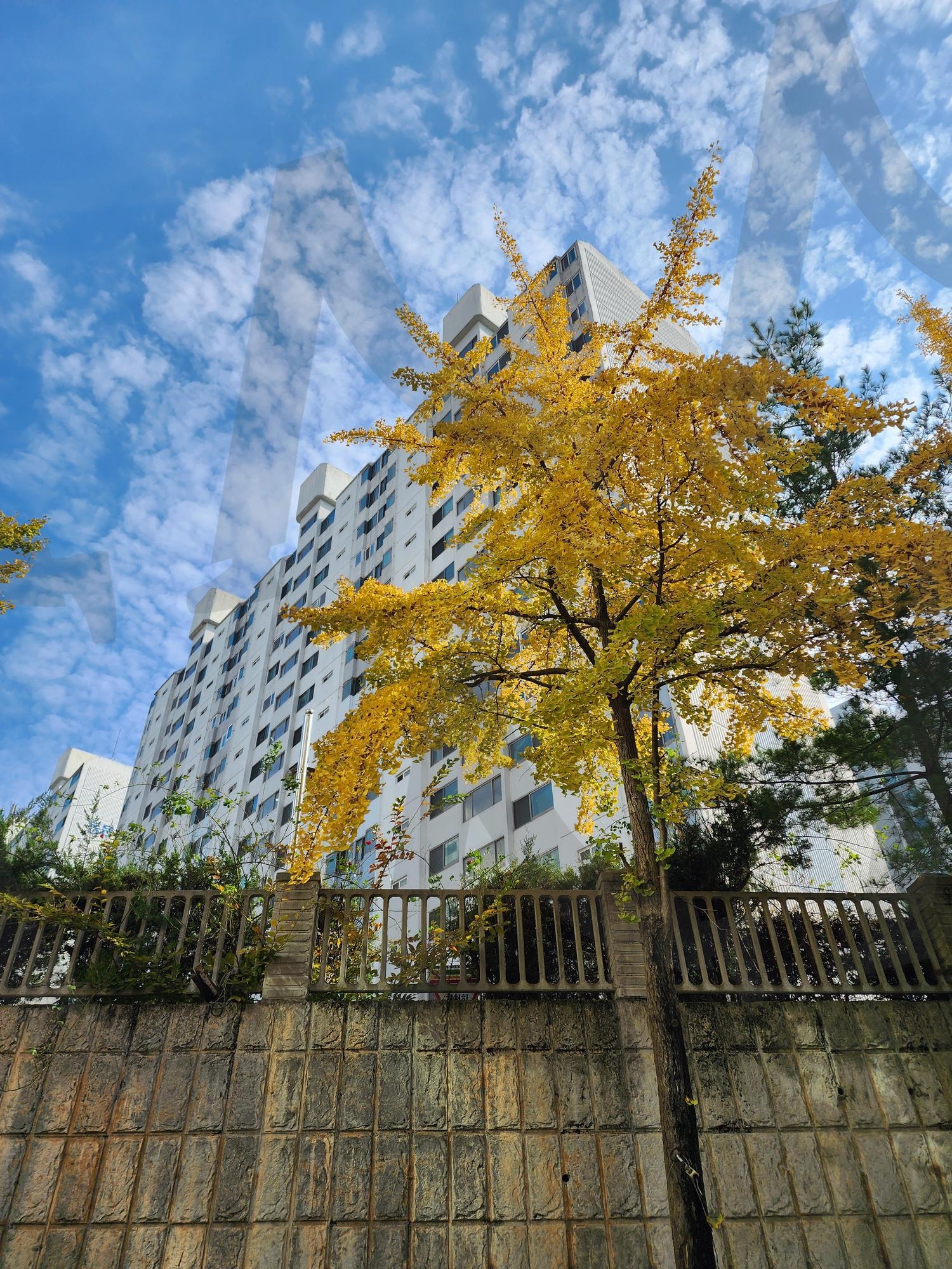 아파트 풍경 | 풍경, 은행나무, 일산, 탄현, 아파트 | 스탠바이 STANDBUY 디지털 콘텐츠