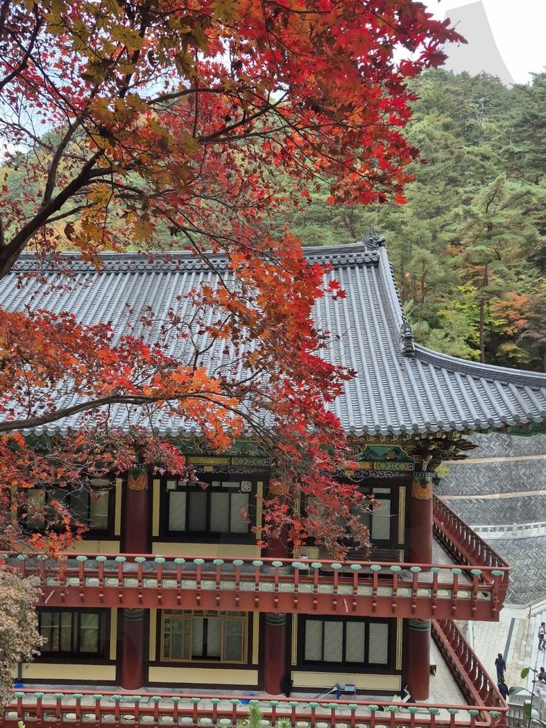 구인사 가을풍경 | 가을, 구인사, 낙엽, 풍경, 단풍, autumn, korea, temple, fellen leaves | 스탠바이 STANDBUY 디지털 콘텐츠
