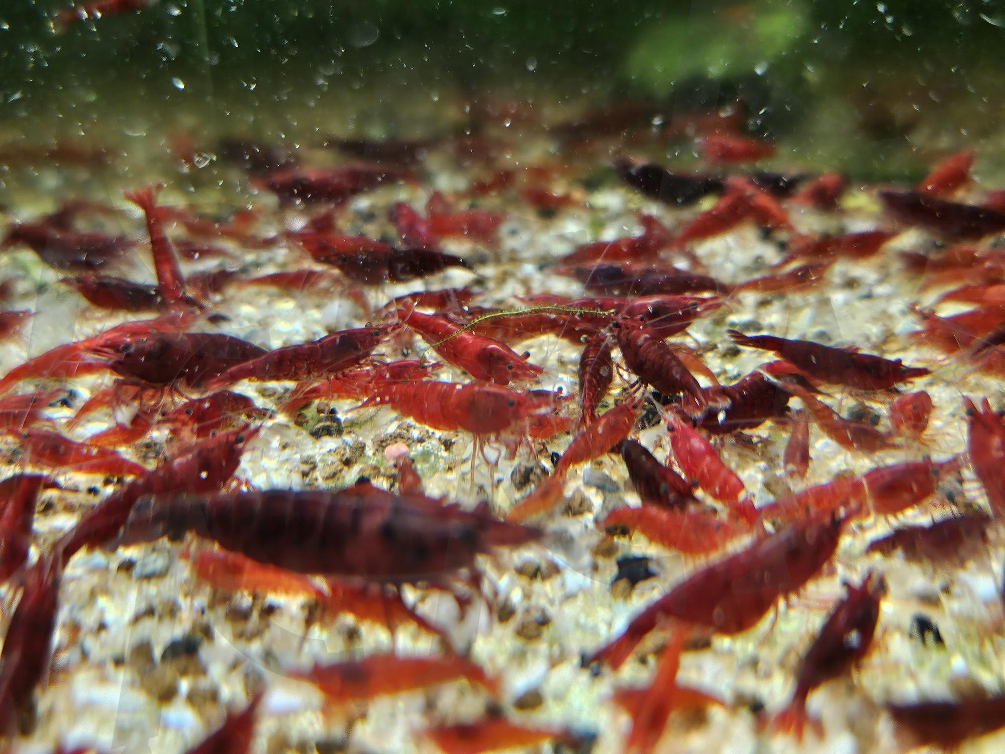 블러드메리 새우 | 블러드메리, 블러드메리새우, 생이새우, 관상새우, 새우폭번, 붉은새우 | 스탠바이 STANDBUY 디지털 콘텐츠