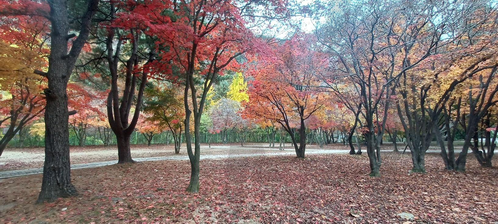 Park with autumn leaves(가을 단풍이 있는 공원) | park, autumn, Leaves, 공원, 가을단풍이있는공원, 가을단풍 | 스탠바이 STANDBUY 디지털 콘텐츠