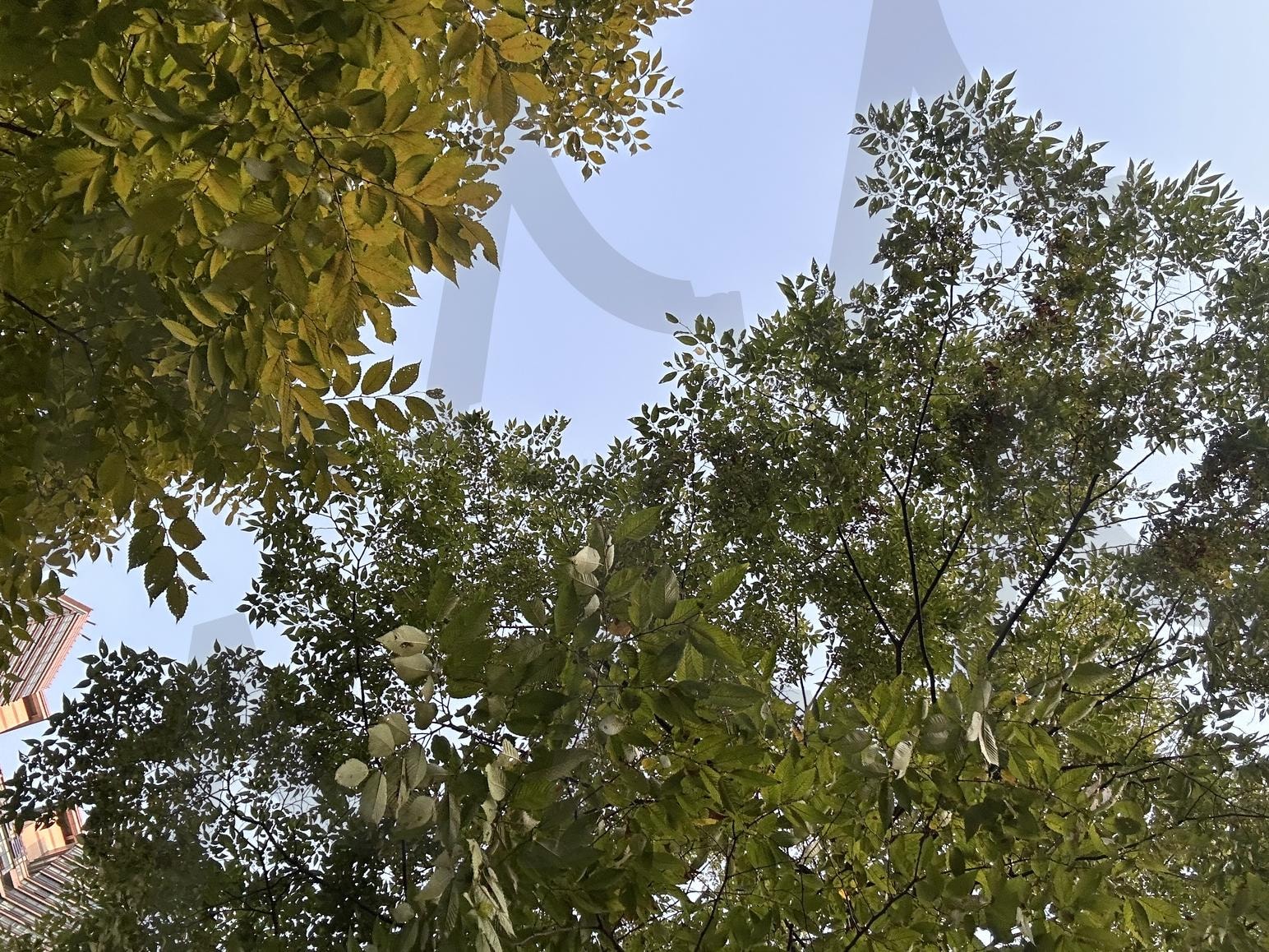 나무와 하늘 | 나무, 저녁, 초저녁, 하늘, 배경화면, sky, tree | 스탠바이 STANDBUY 디지털 콘텐츠