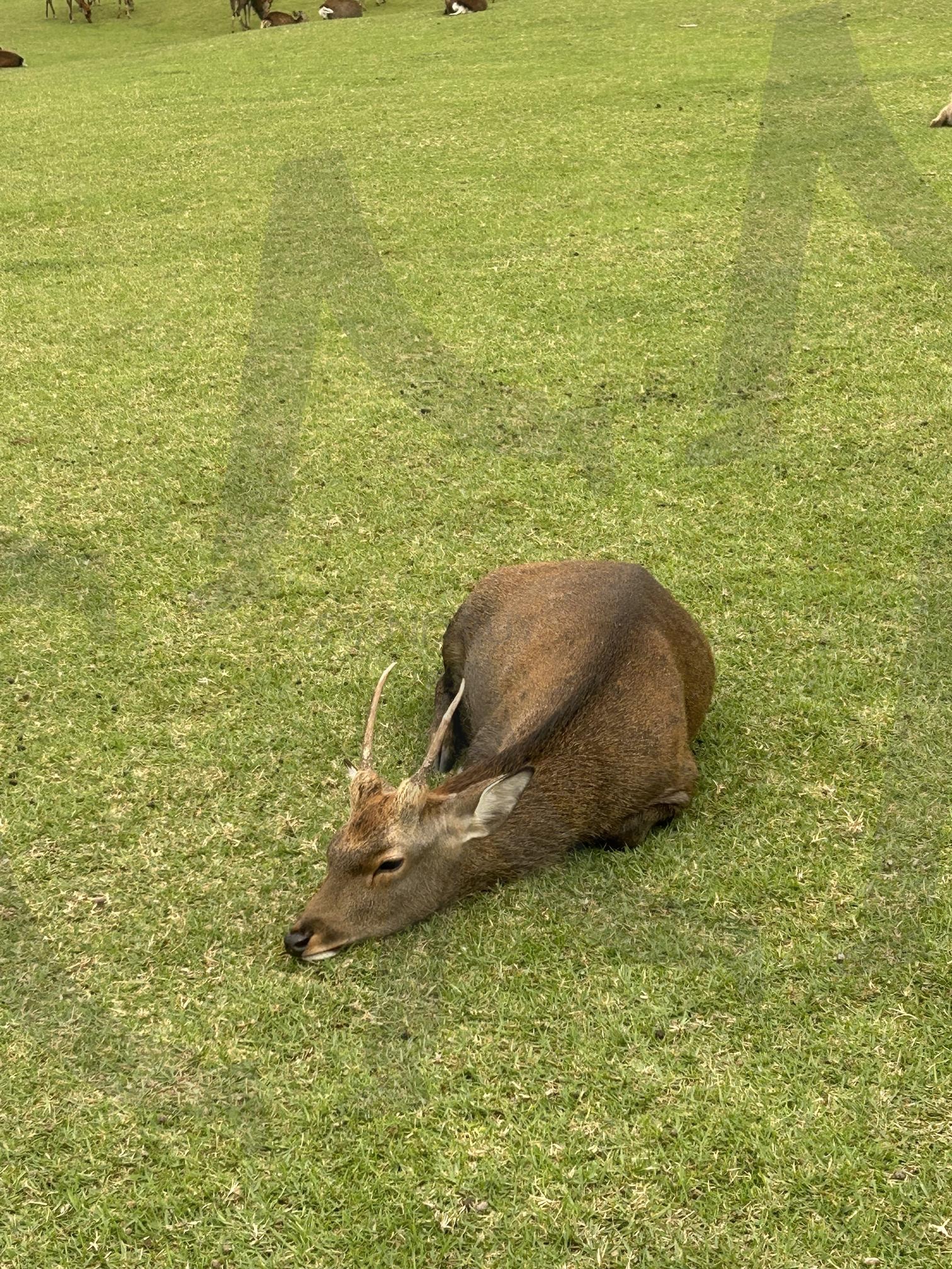 나라사슴공원 | 나라, Japan, 사슴공원, 사슴, 들판, deer, park, 자연, 동물, 풍경 | 스탠바이 STANDBUY 디지털 콘텐츠