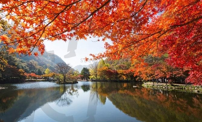 Pond and autumn leaves(연못과 가을 단풍) | Pond and autumn, 연못, 가을단풍, autumn leaves, 가을 | 스탠바이 STANDBUY 디지털 콘텐츠