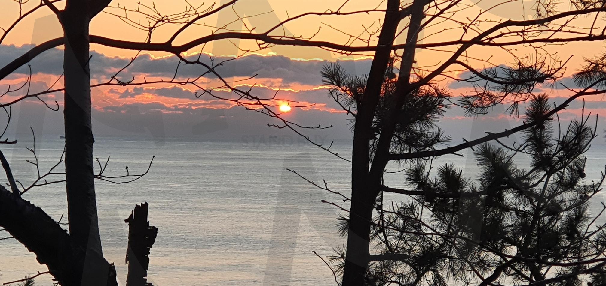 나무들 속의 일출 | 일출, 나무, 숲, 자연, 아침, 햇살, 고요함, 평화로운 순간, 자연의 아름다움, 새로운 시작, 빛, 숲 속 풍경, 조화, 소나무, 희망 | 스탠바이 STANDBUY 디지털 콘텐츠