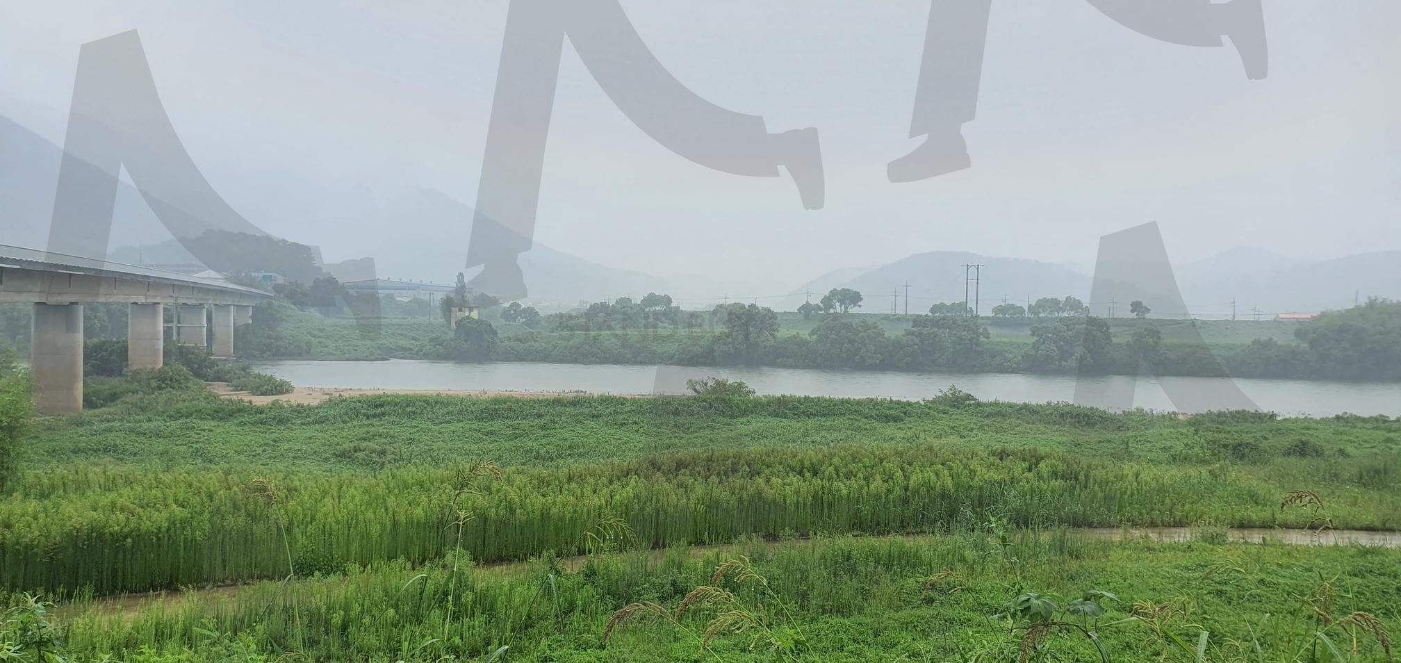 흐림이 만든 아름다움 | 흐린 날씨, 초록, 풀, 자연, 생명력, 평화로움, 고요함, 은은한 빛, 습기, 자연의 아름다움, 보슬비, 비, 차분한 색감, 조화, 환경, 자연 풍경 | 스탠바이 STANDBUY 디지털 콘텐츠