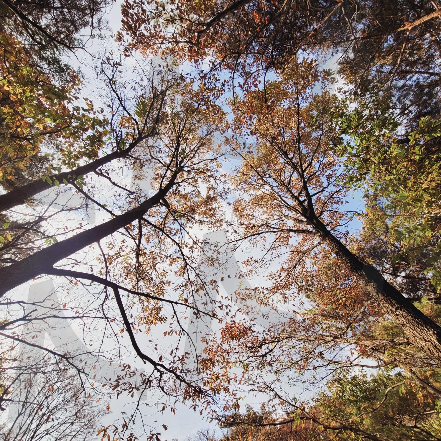 청계산 하늘을 가린 가을 | 청계산, 산, 가을, 단풍, 옛골, 힐링, 산책, 산행 | 스탠바이 STANDBUY 디지털 콘텐츠