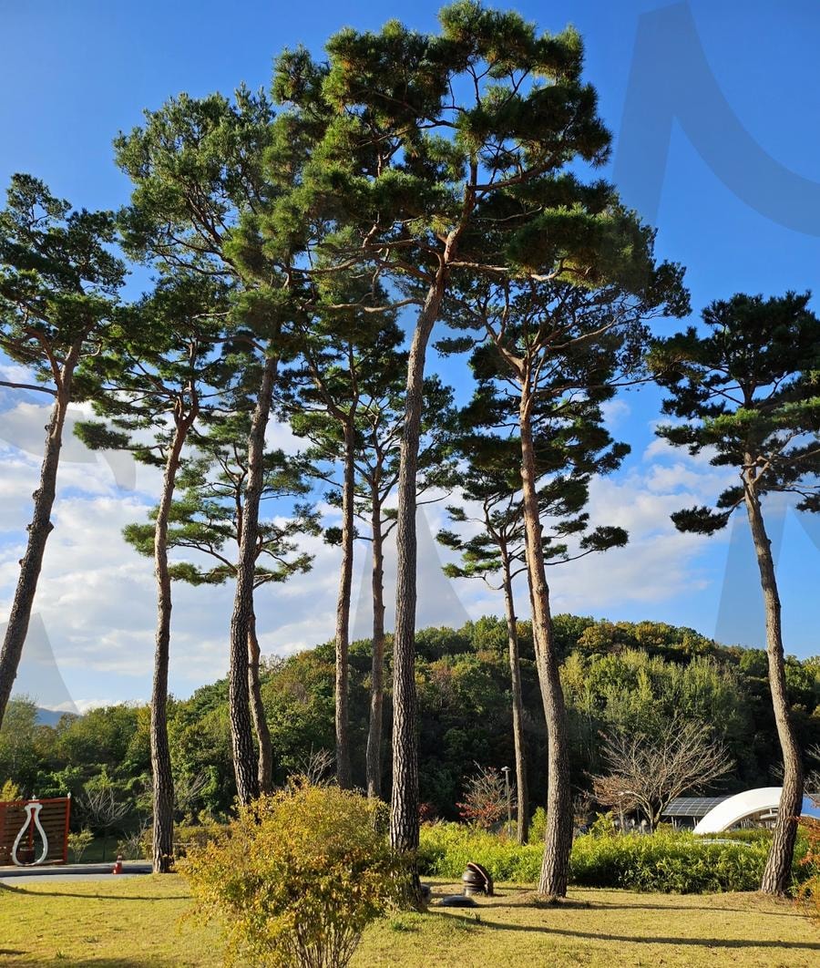 한국의 아름다운 가을 풍경 | 완주BTS가 다녀간곳, 구이저수지, 단풍가득, 야외놀이터, 술에대한모든것, 패러글라이딩 | 스탠바이 STANDBUY 디지털 콘텐츠