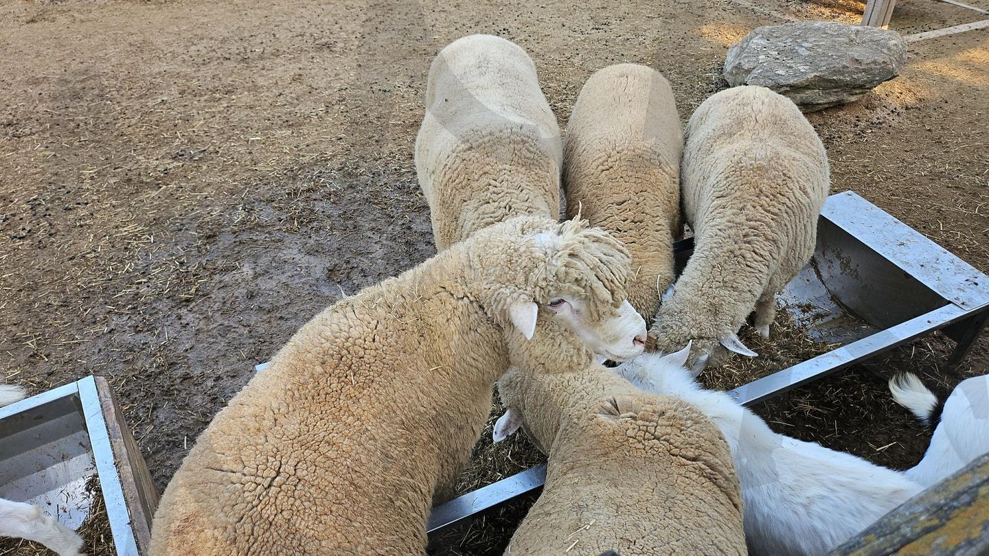 고창상하농원 | 양, 상하농원, 고창, 고인돌, 땅콩재배, 소세지만들기, 동물들먹이주기, 동물들에게 먹이줄랑말랑안됨 | 스탠바이 STANDBUY 디지털 콘텐츠