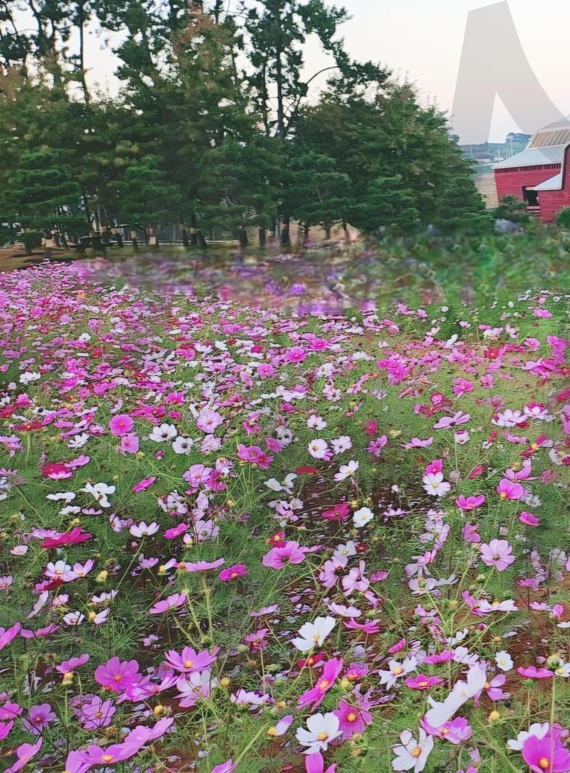 고창 상하농원 코스모스 포토스팟 | 코스모스가득, 고창, 관광지, 상하농원, 핫스팟, 포토스팟, 꼭가보기 | 스탠바이 STANDBUY 디지털 콘텐츠