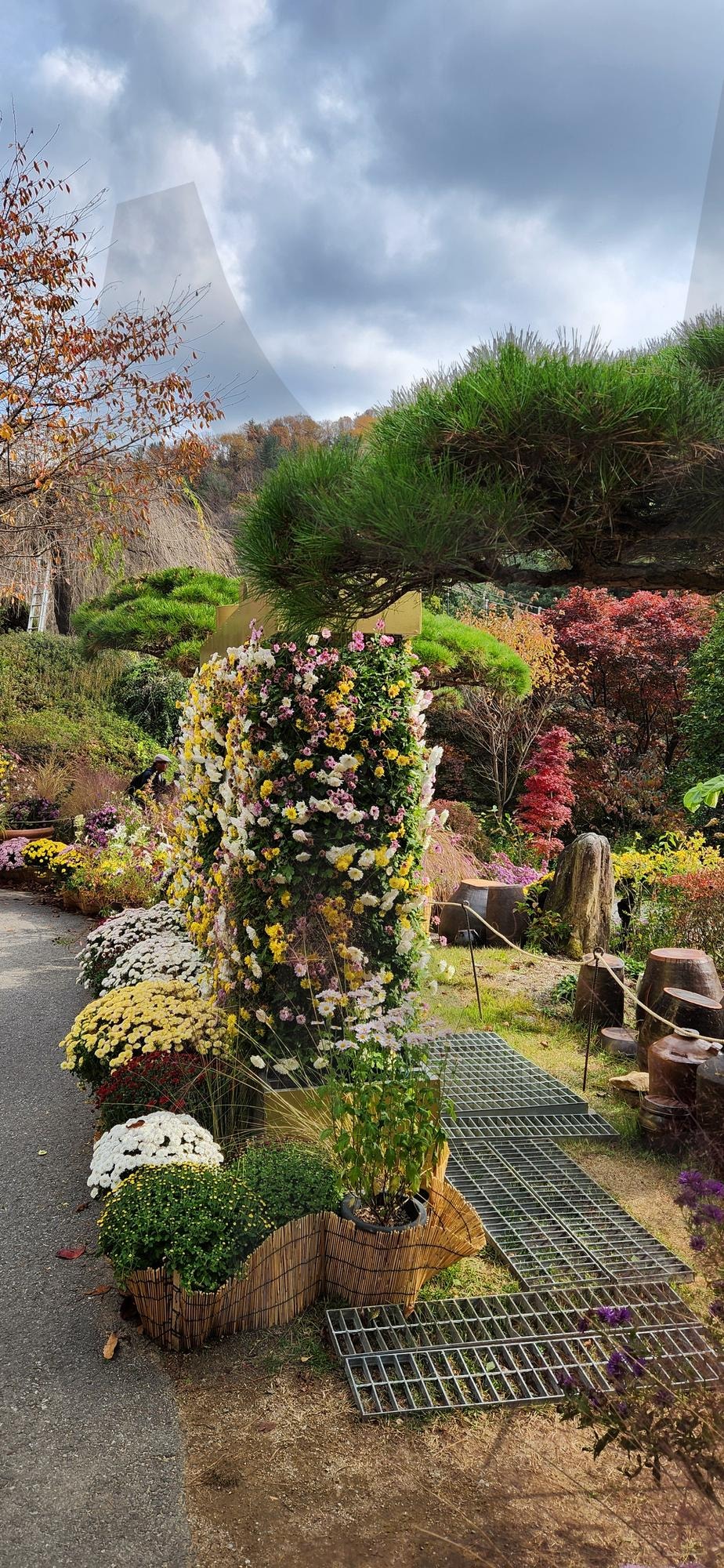 아침고요수목원 국화사진 | 가평, 아침고요, 수목원, 아침고요수목원, 국화 | 스탠바이 STANDBUY 디지털 콘텐츠