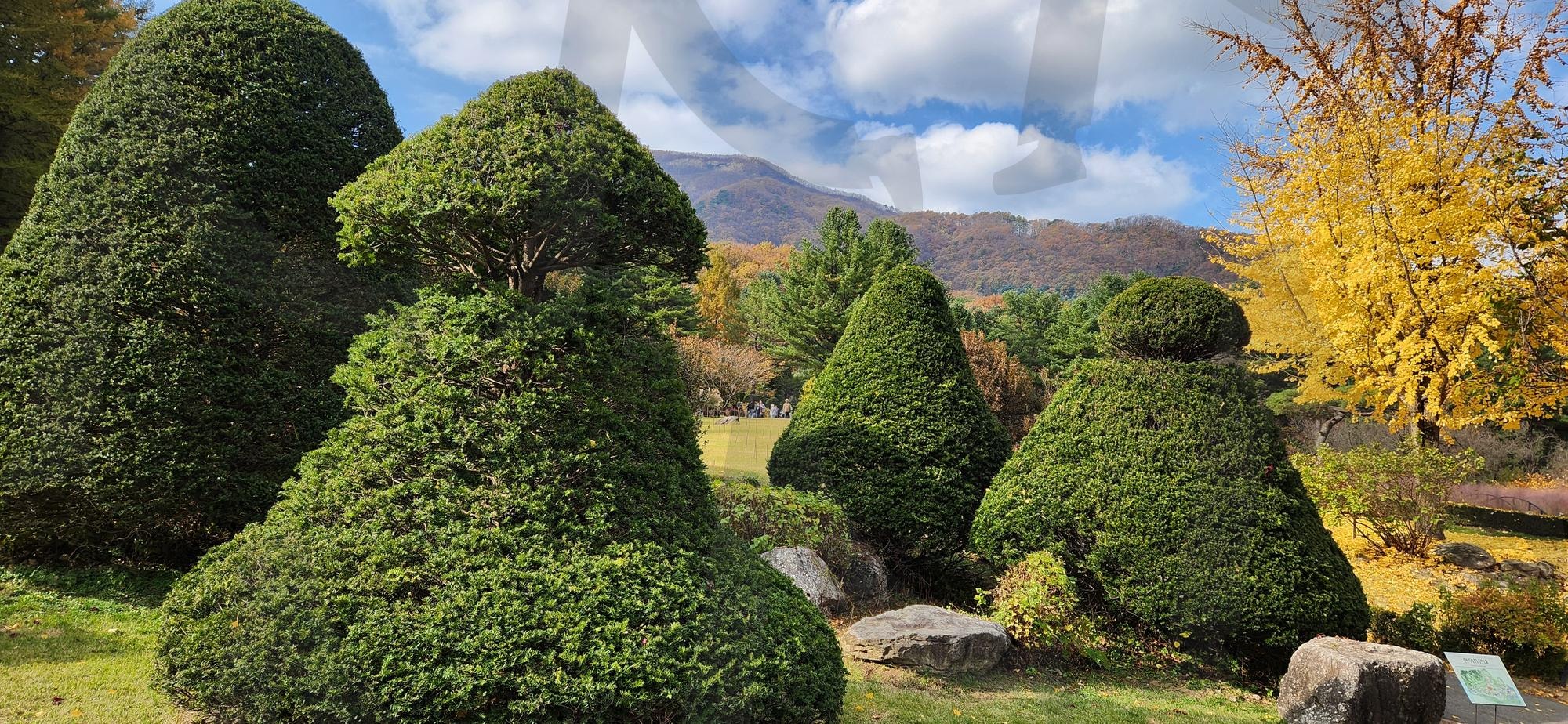 아침고요수목원 향나무 사진 | 가평, 아침고요수목원, 아침고요, 수목원, 향나무 | 스탠바이 STANDBUY 디지털 콘텐츠