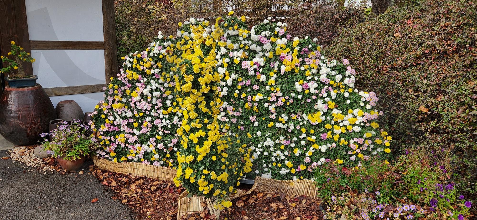 아침고요수목원 국화사진 | 가평, 아침고요, 수목원, 아및고요수목원, 국화 | 스탠바이 STANDBUY 디지털 콘텐츠