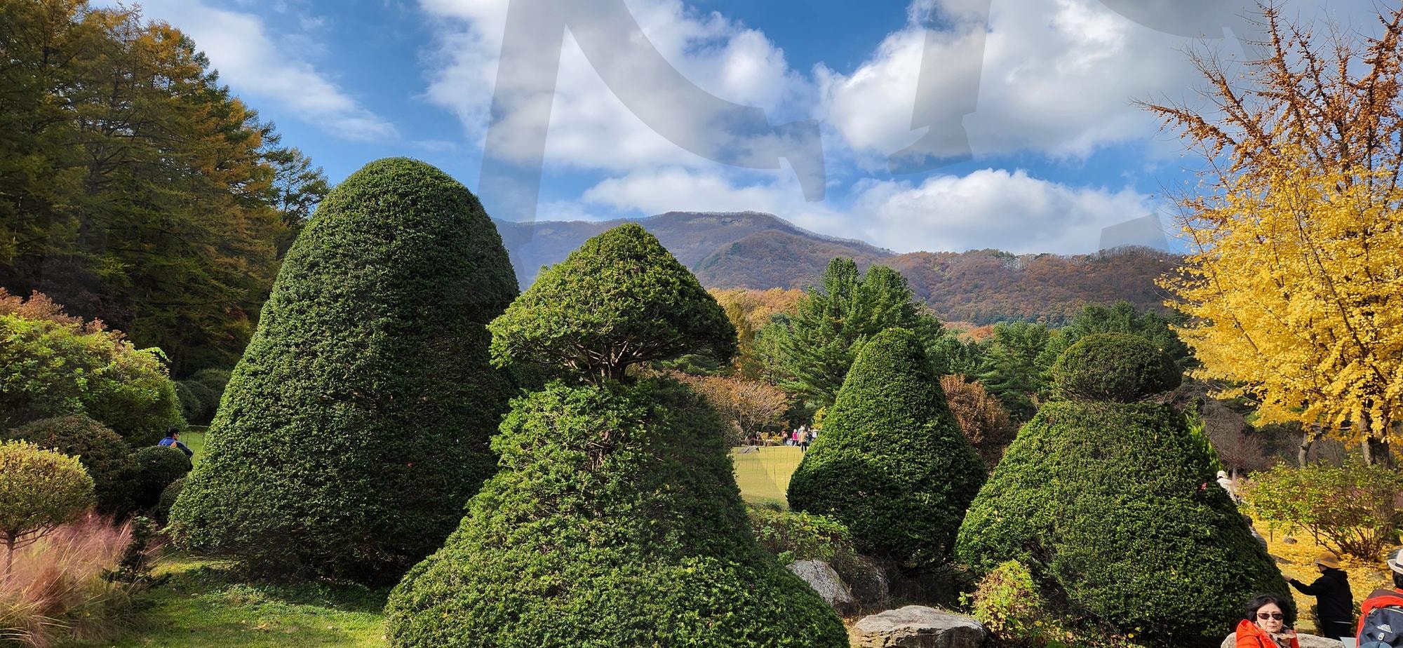 아침고요수목원 향나무 사진 | 가평, 아침고요수목원, 아침고요, 수목원, 향나무 | 스탠바이 STANDBUY 디지털 콘텐츠