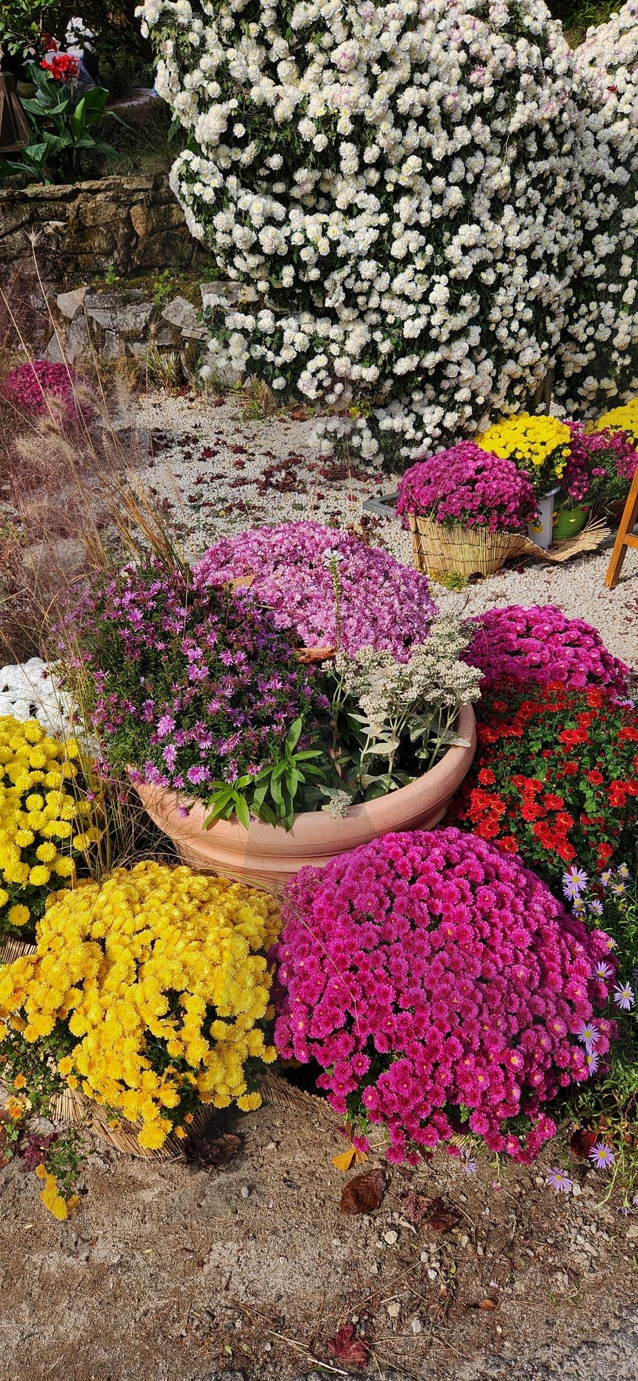 아침고요수목원 국화사진 | 가평, 아침고요수목원, 아침고요, 수목원, 국화 | 스탠바이 STANDBUY 디지털 콘텐츠