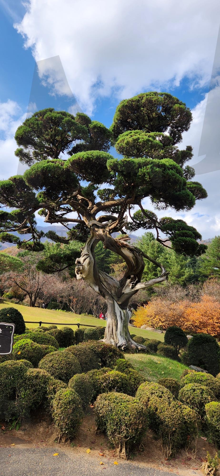 아침고요수목원 향나무 사진 | 가평, 아침고요수목원, 아침고요, 수목원, 향나무 | 스탠바이 STANDBUY 디지털 콘텐츠