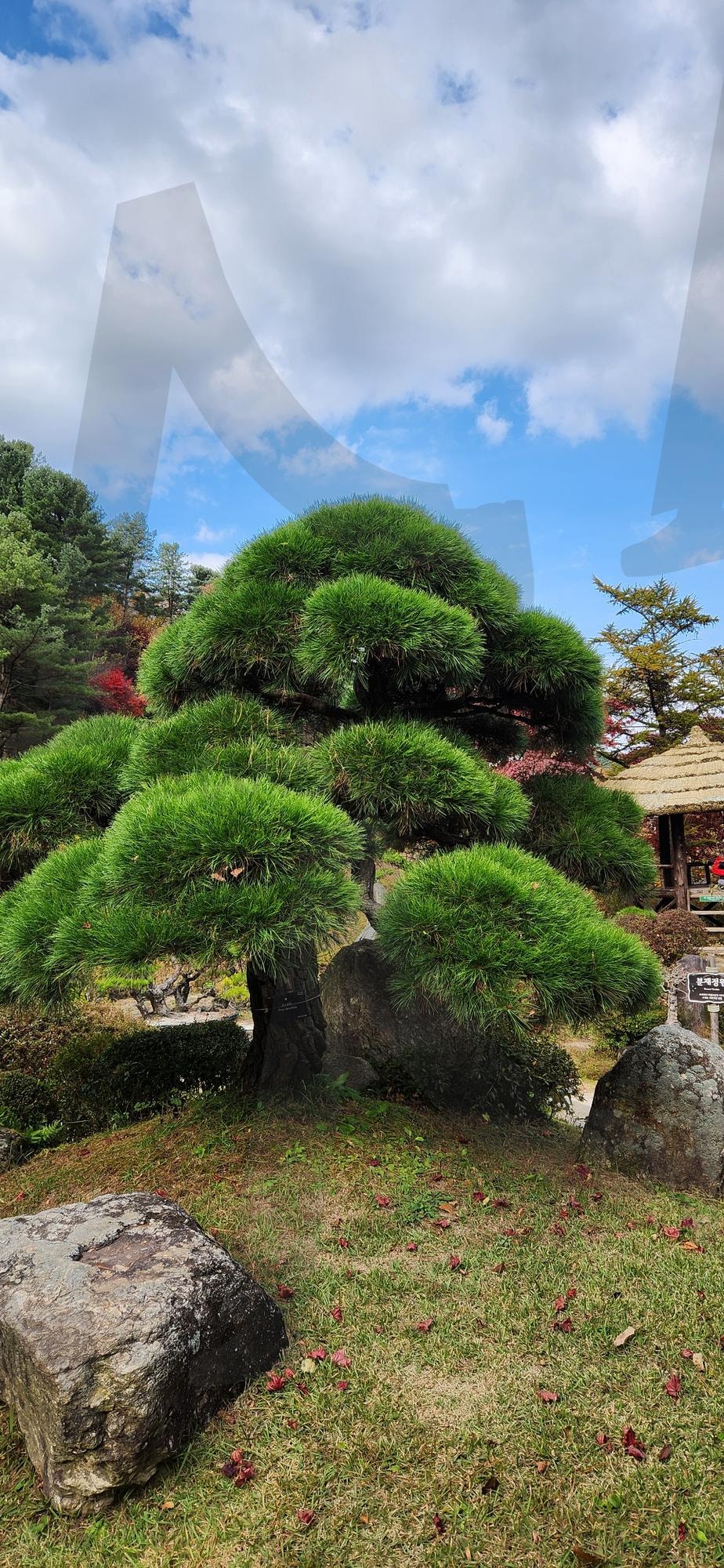 아침고요수목원 향나무 사진 | 가평, 아침고요수목원, 아및고요, 수묵원, 향나무 | 스탠바이 STANDBUY 디지털 콘텐츠