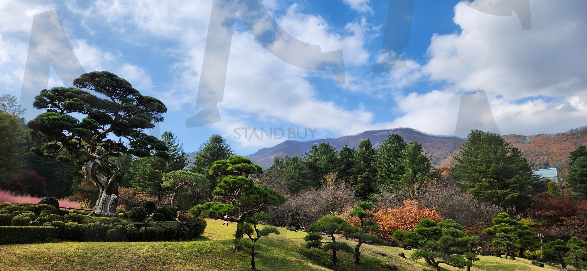 아침고요수목원 향나무 사진 | 가평, 아침고요수목원, 아및고요, 수목원, 향나무 | 스탠바이 STANDBUY 디지털 콘텐츠