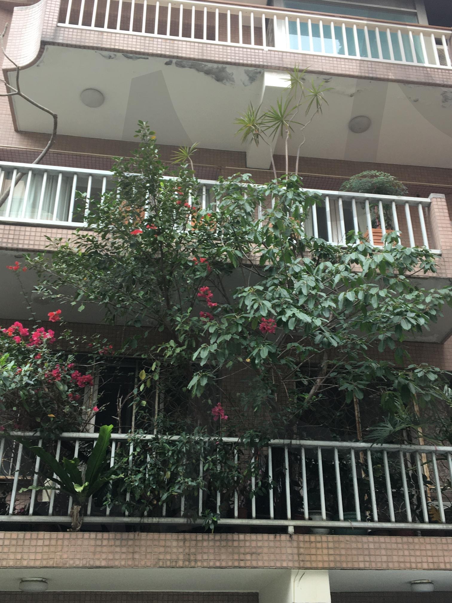 대만 길거리 어딘가 | 대만, 타이페이, 식물, 감성사진, 대만 사진, 여행 사진, 여행, 대만 여행, mood, 꽃 | 스탠바이 STANDBUY 디지털 콘텐츠