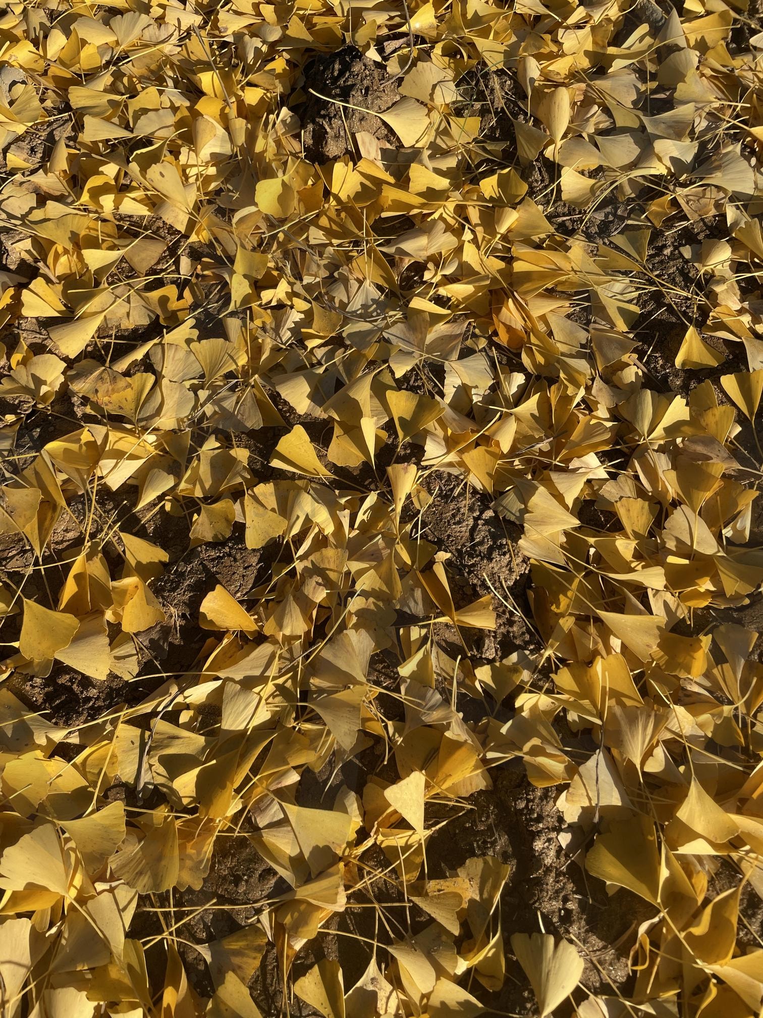 은행잎 | 은행나무, 은행잎, 가을, 계절, 계절의변화 | 스탠바이 STANDBUY 디지털 콘텐츠