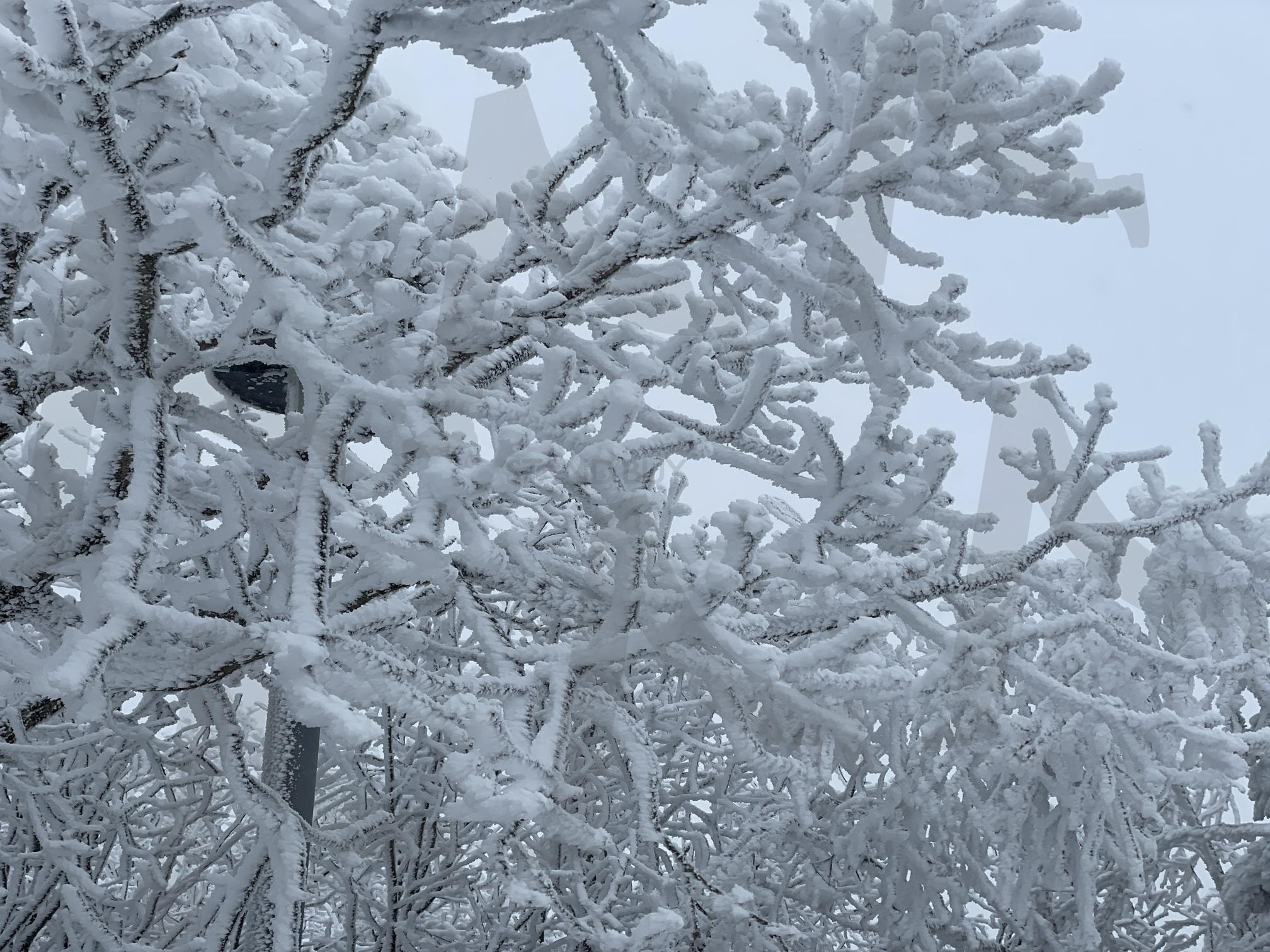 발왕산 | 겨울, 강원도, 눈꽃, 자연, 힐링 | 스탠바이 STANDBUY 디지털 콘텐츠