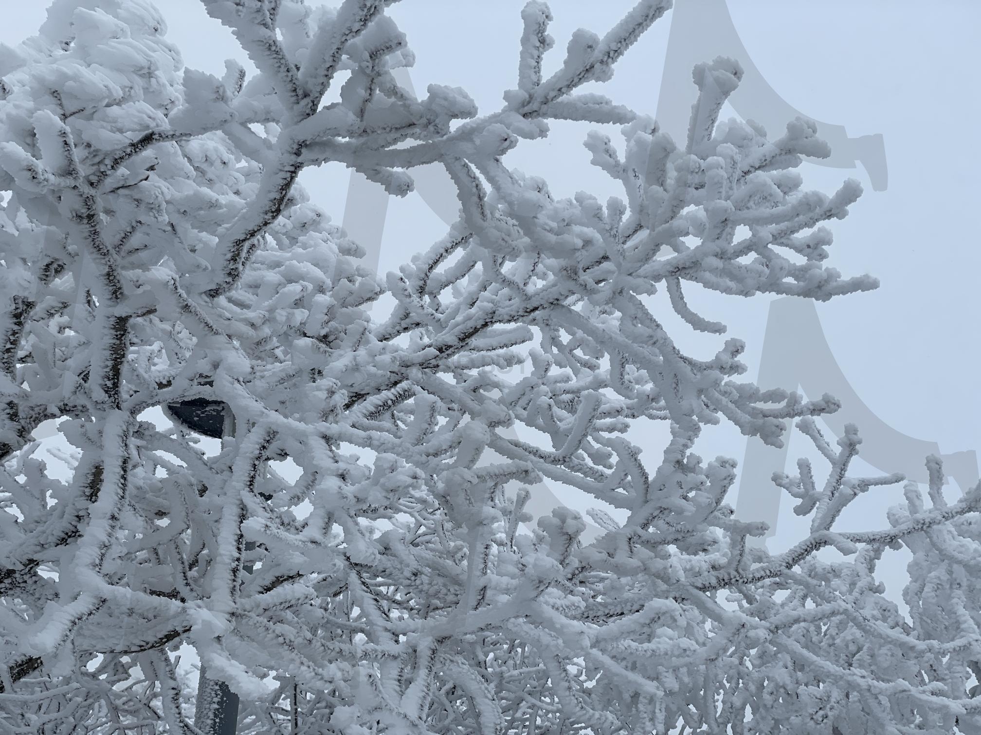 발왕산 | 겨울, 강원도, 눈꽃, 발왕산, 자연 | 스탠바이 STANDBUY 디지털 콘텐츠