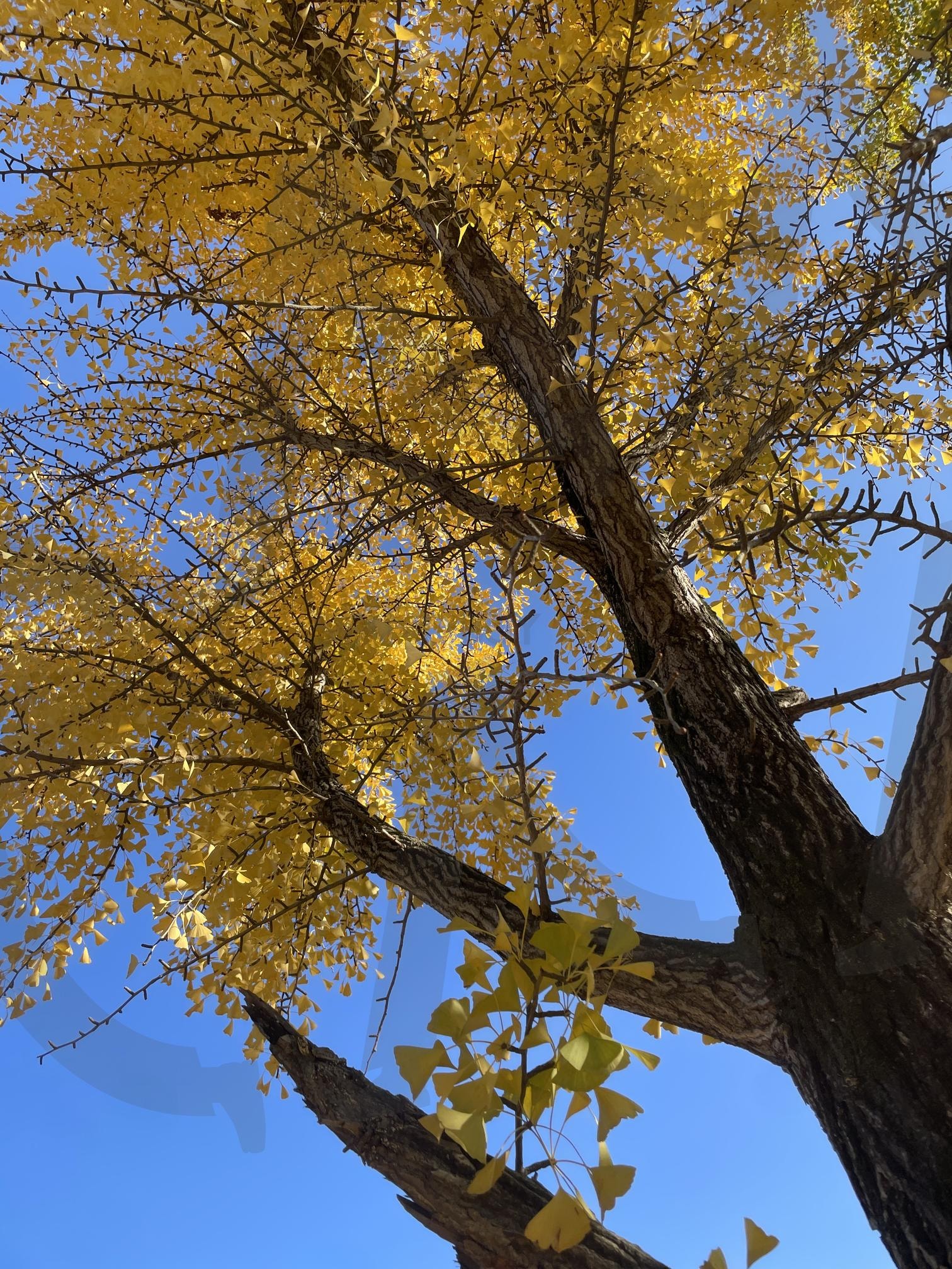 가을 은행나무 | 은행나무, 가을, 계절, 계절의변화, 물들다 | 스탠바이 STANDBUY 디지털 콘텐츠